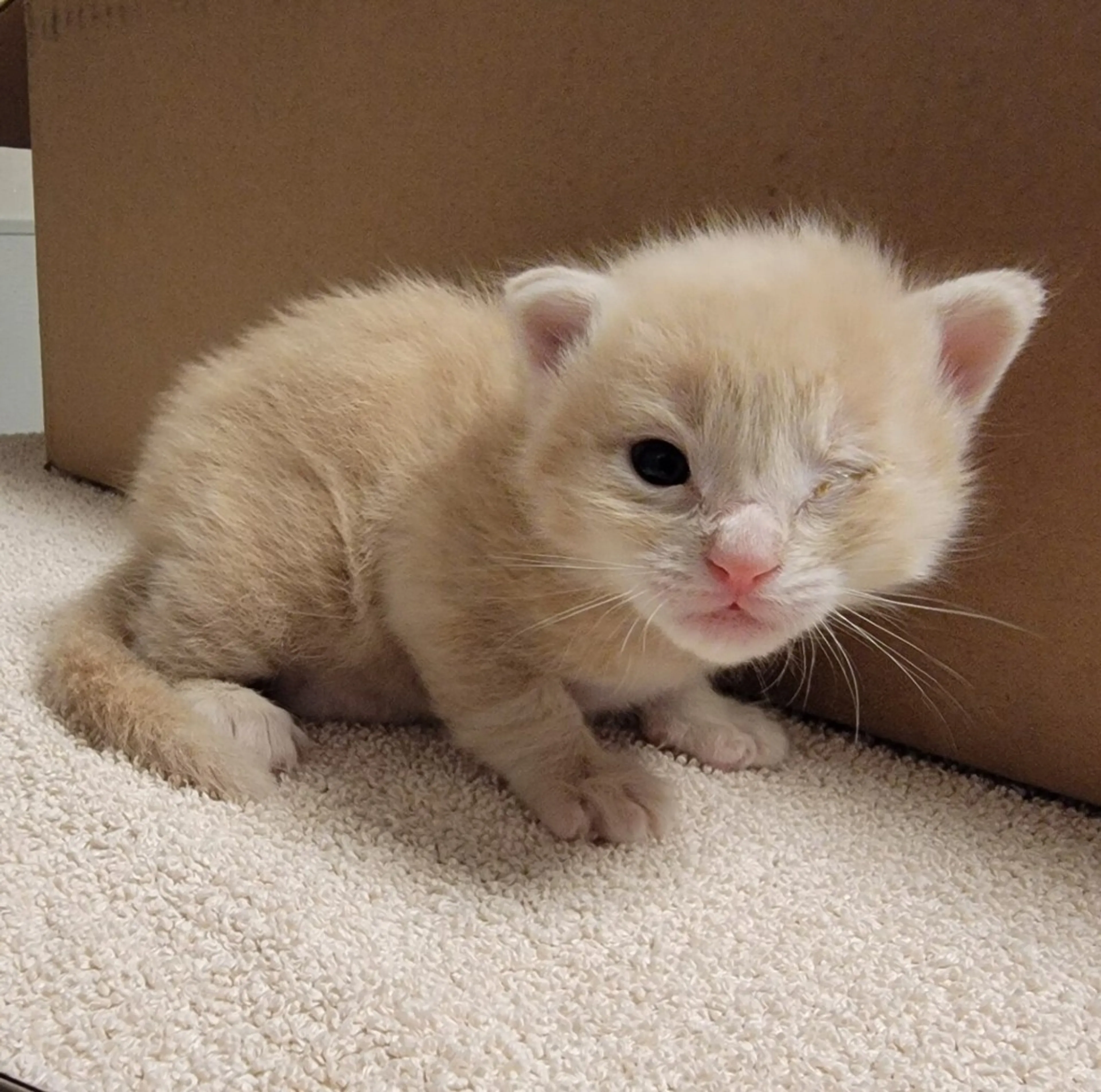 Found pet