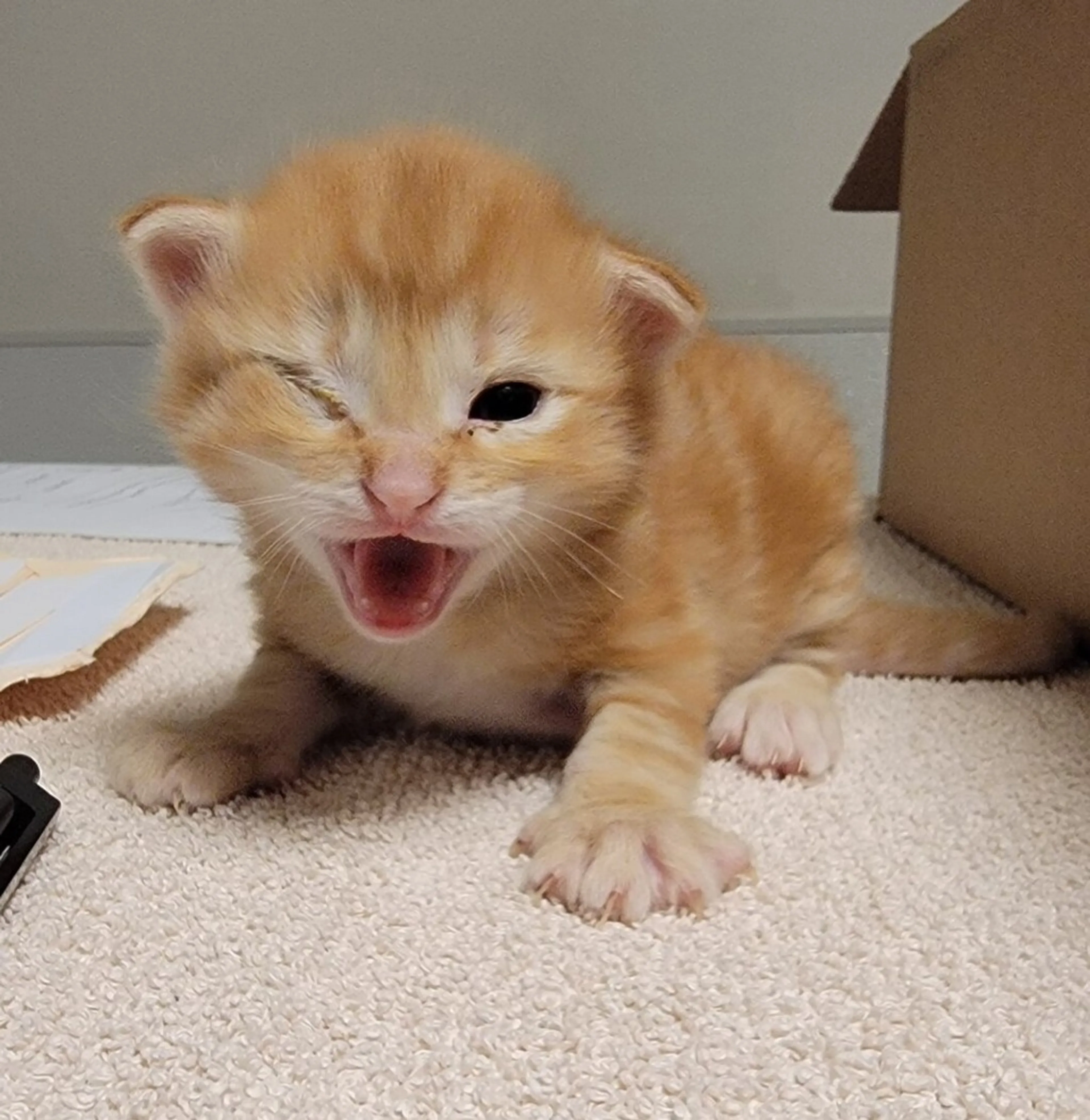 Found pet