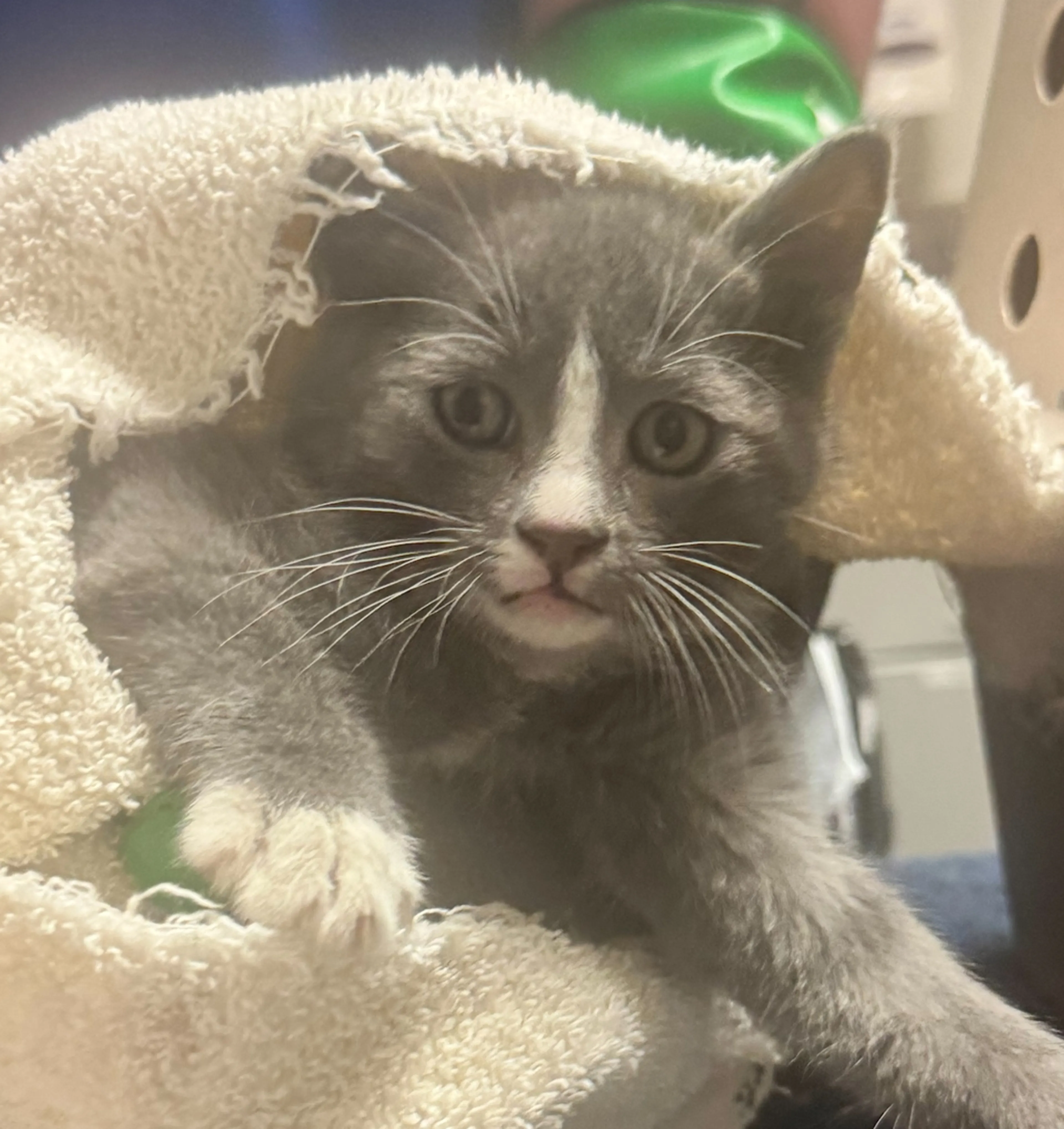 Found pet