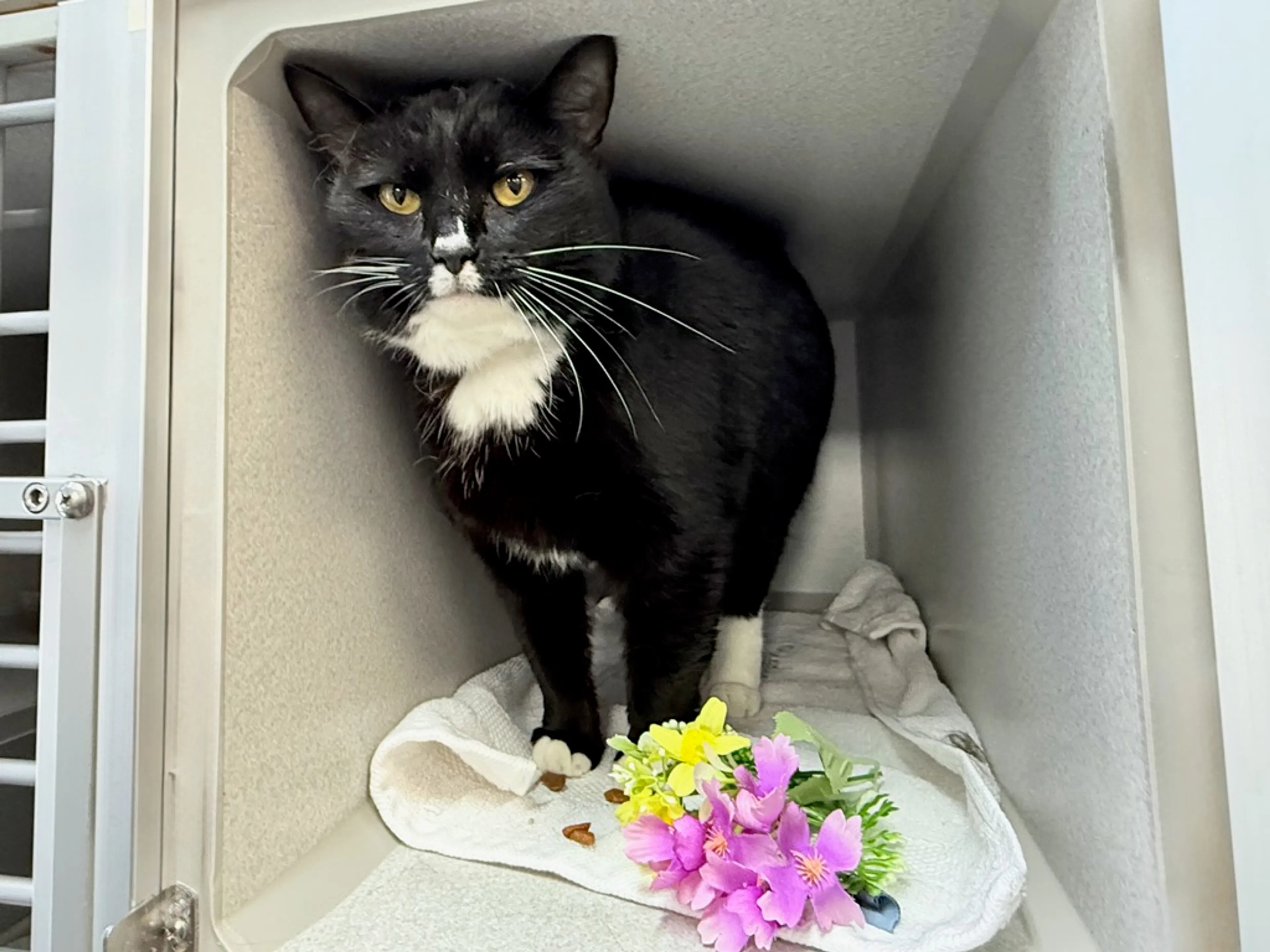 Found pet-3