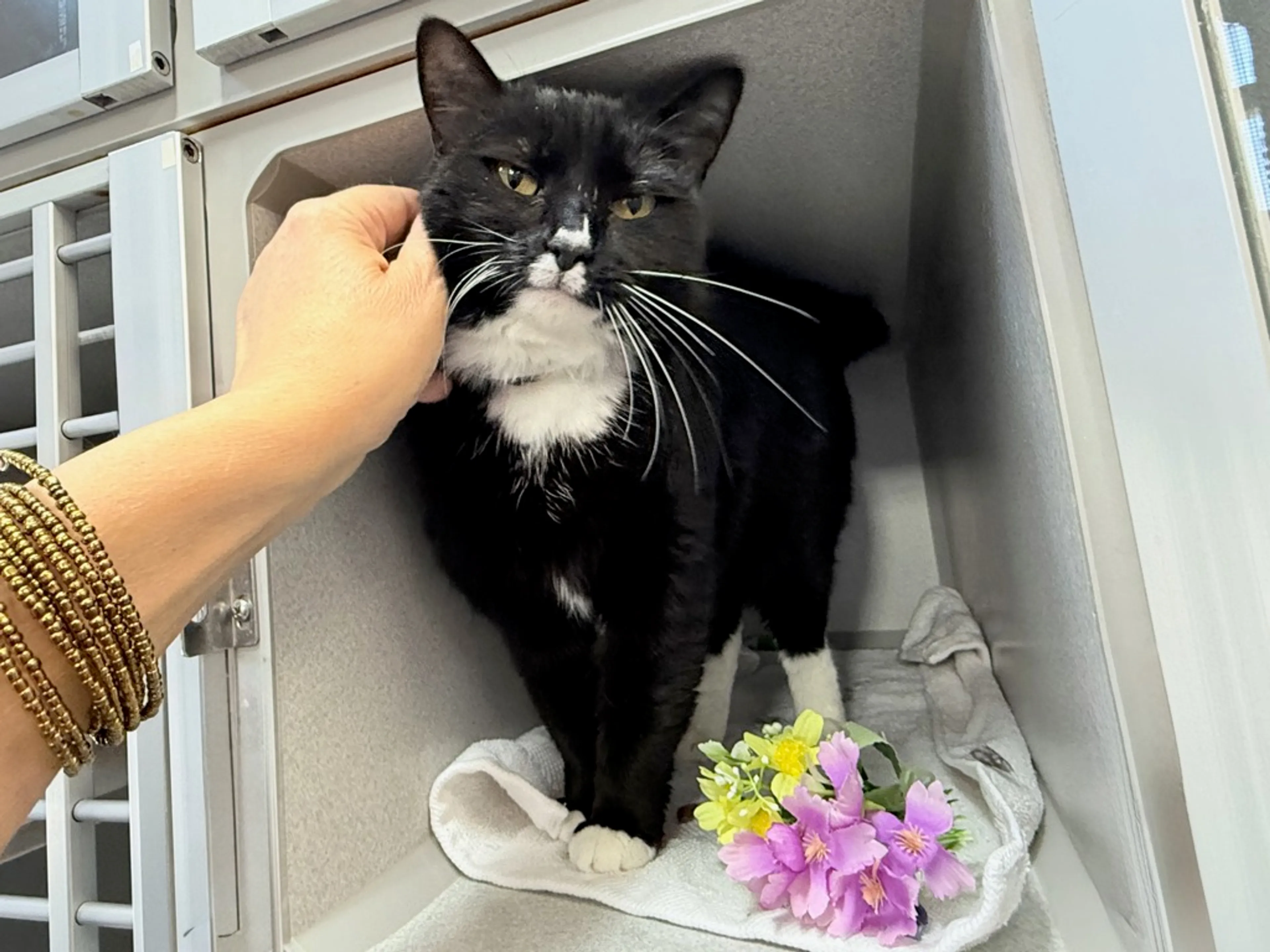 Found pet-8