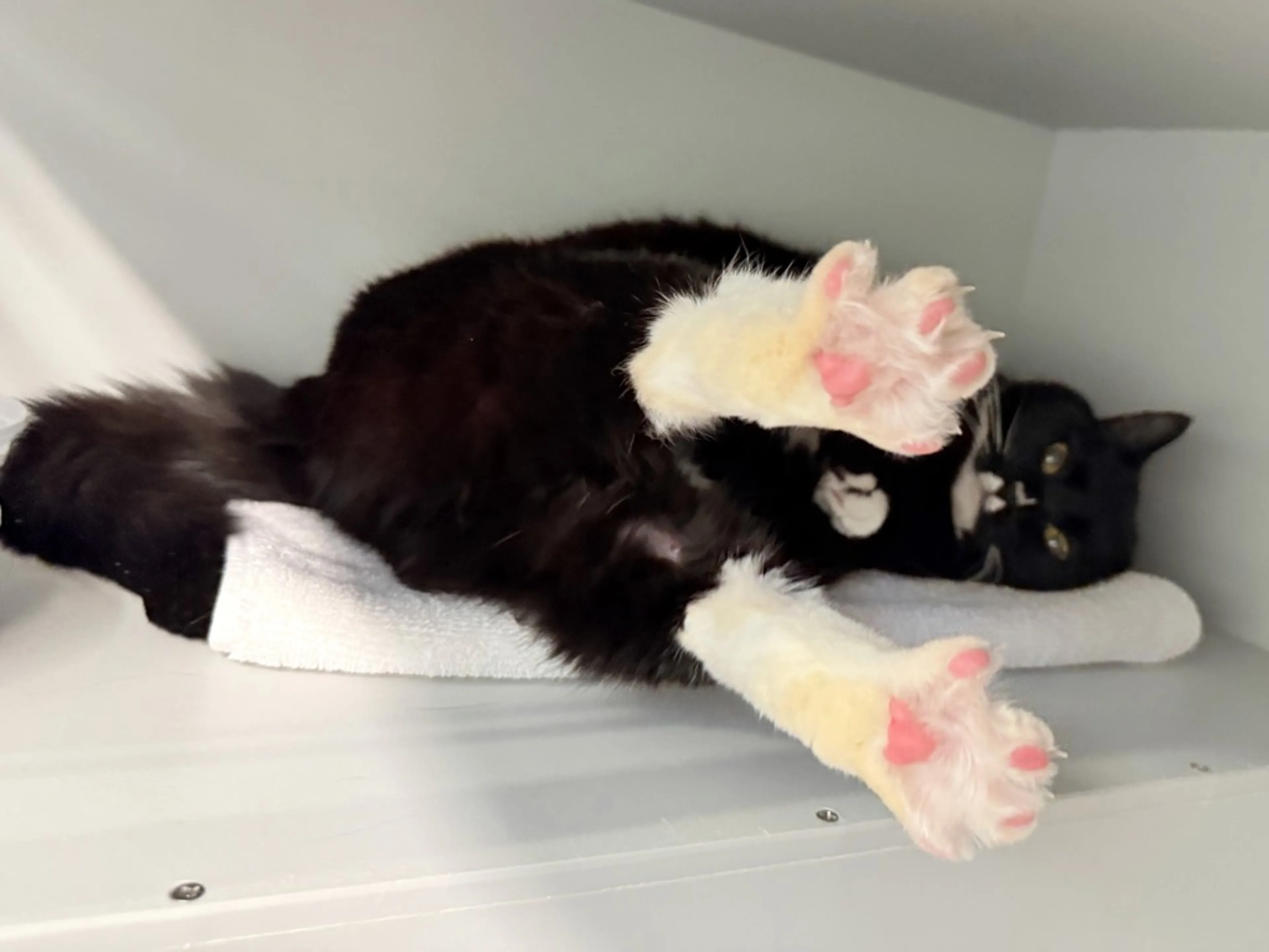Found pet-6