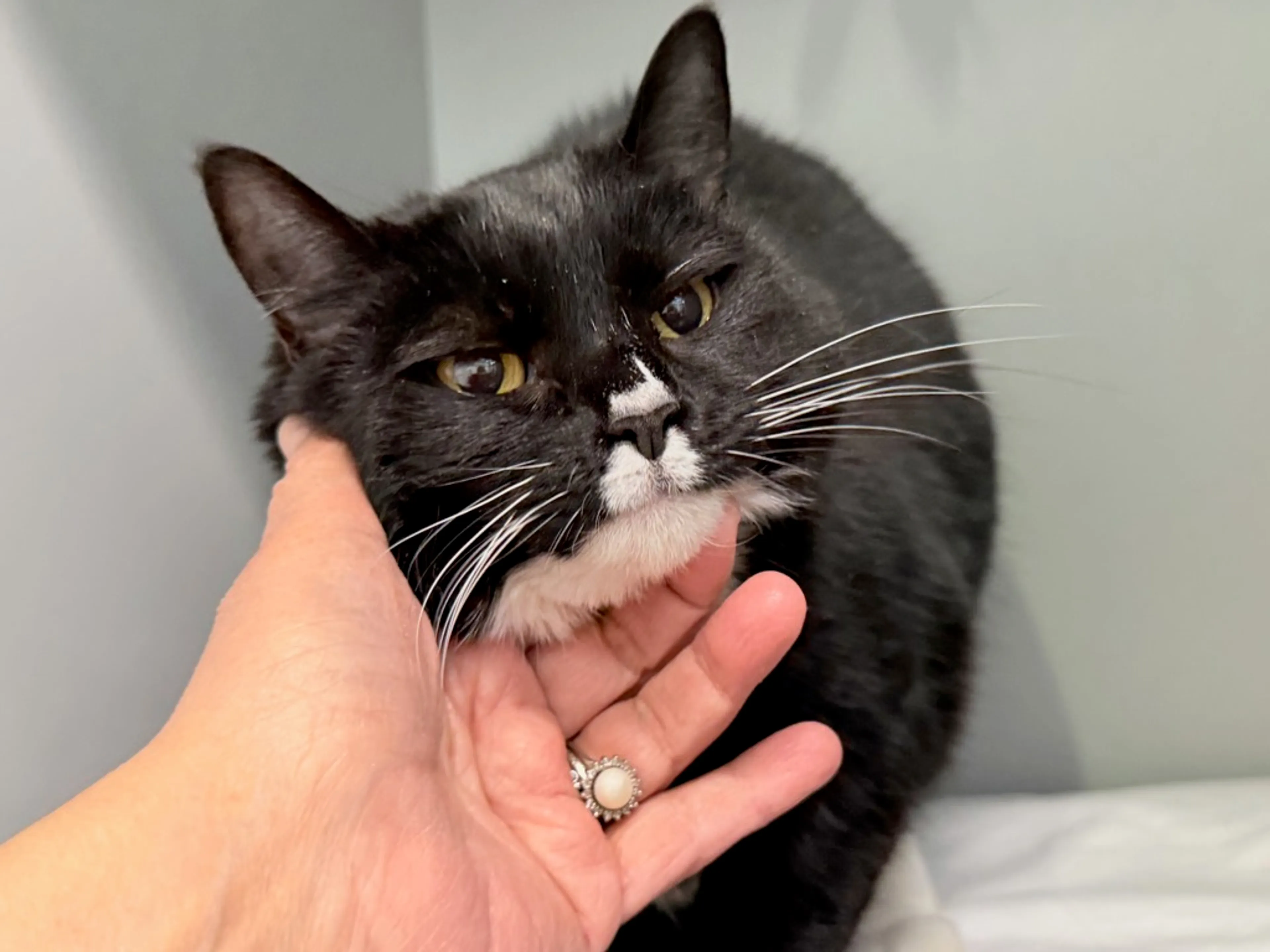 Found pet-5