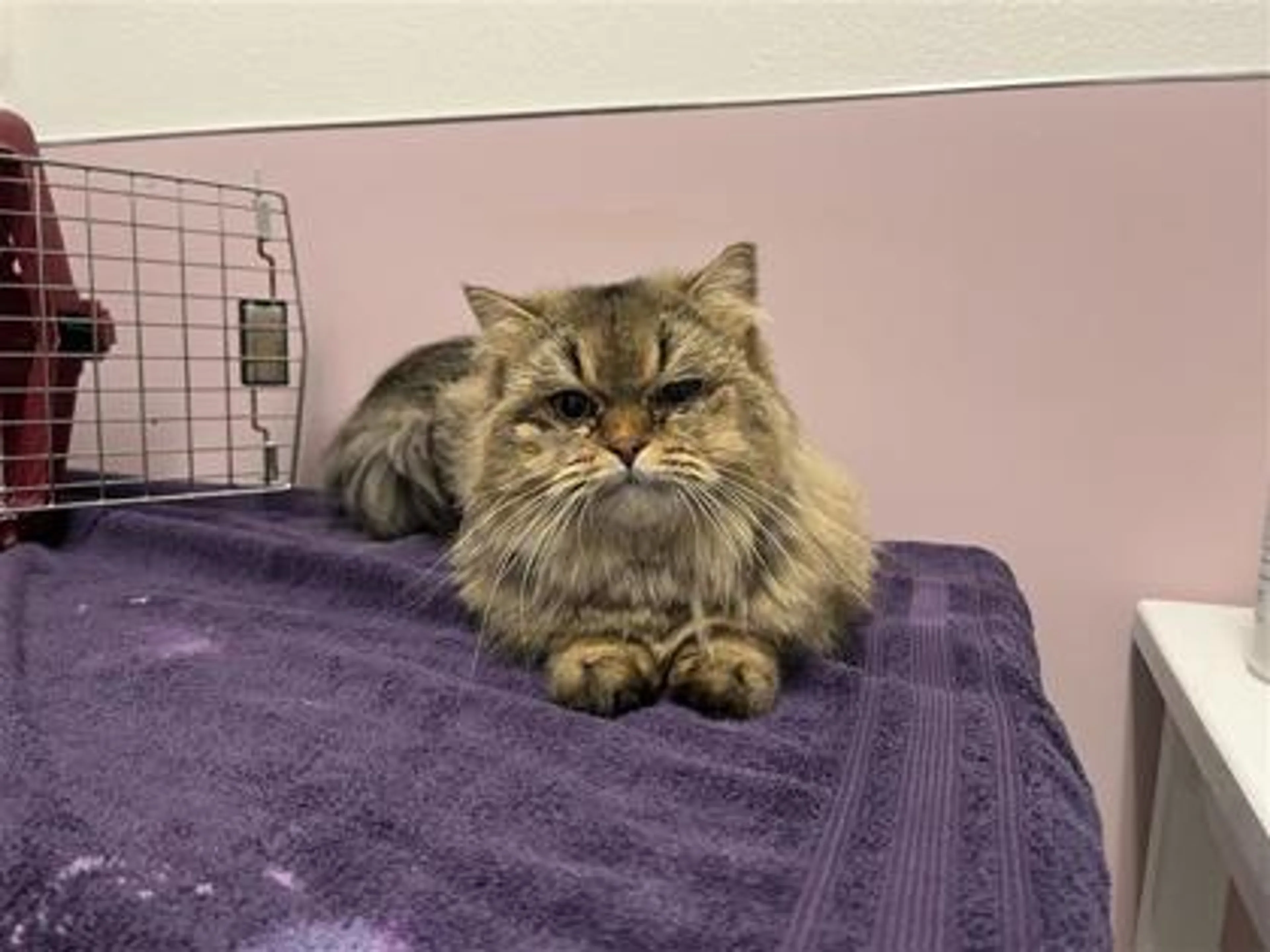 Found pet