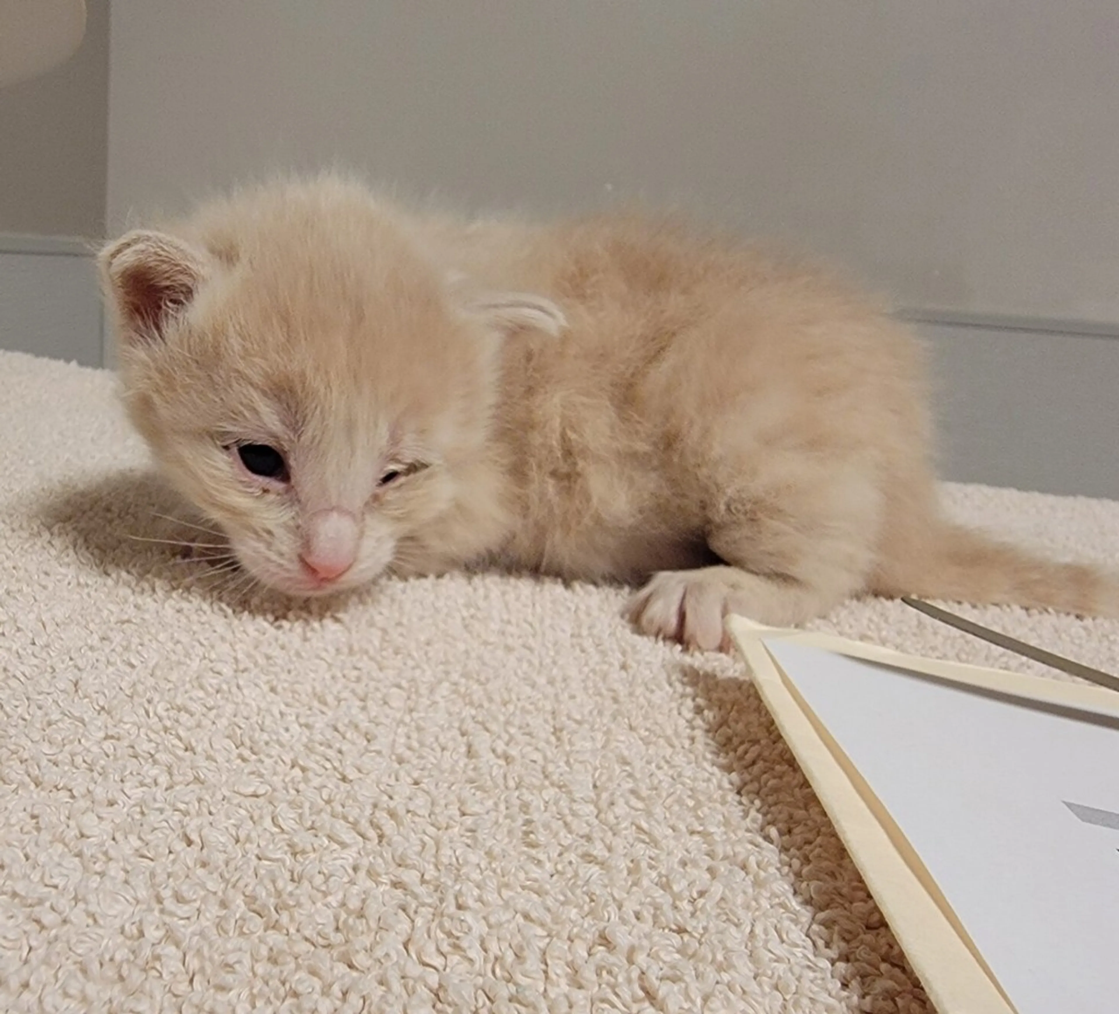 Found pet
