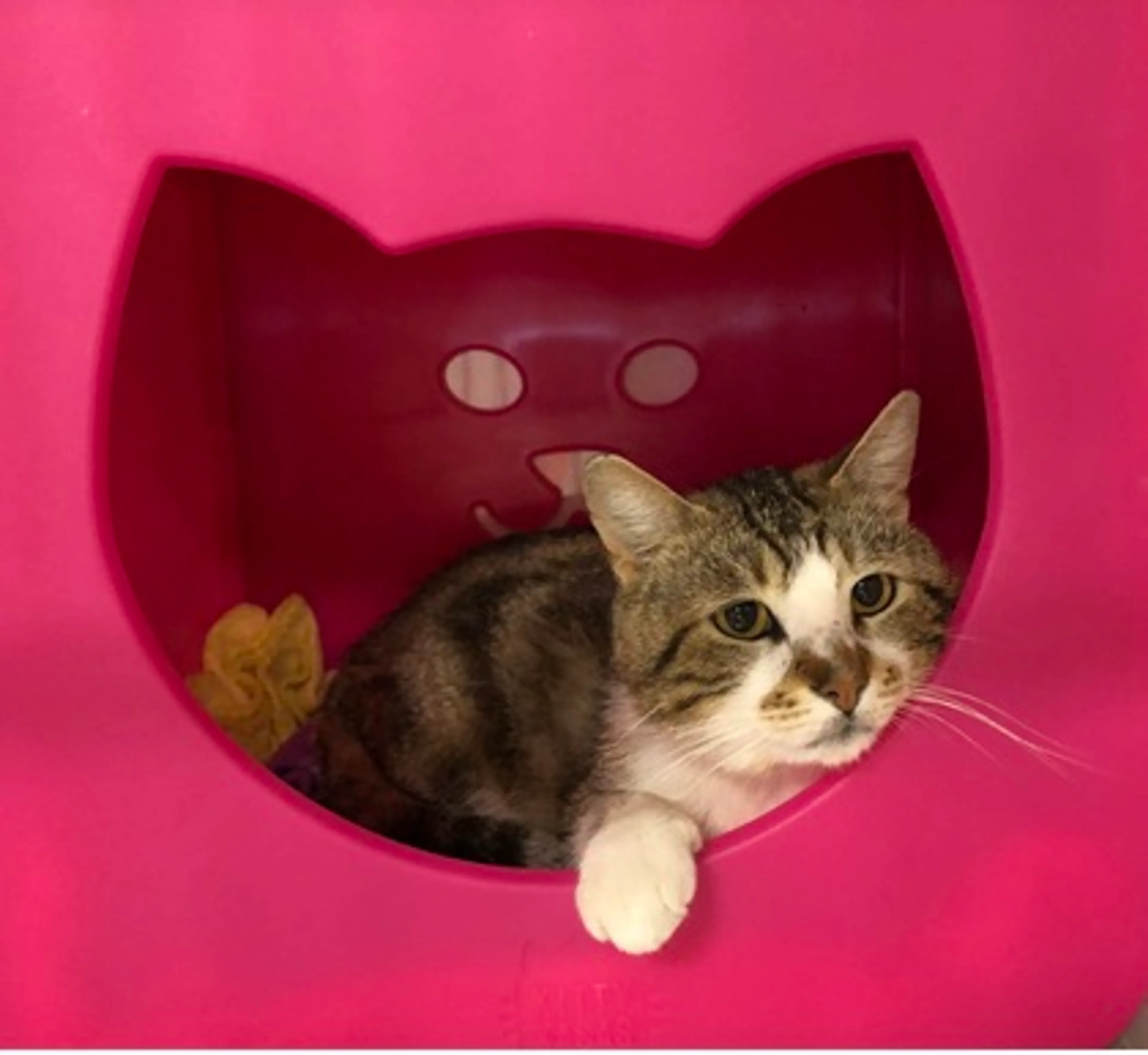 Found pet-2