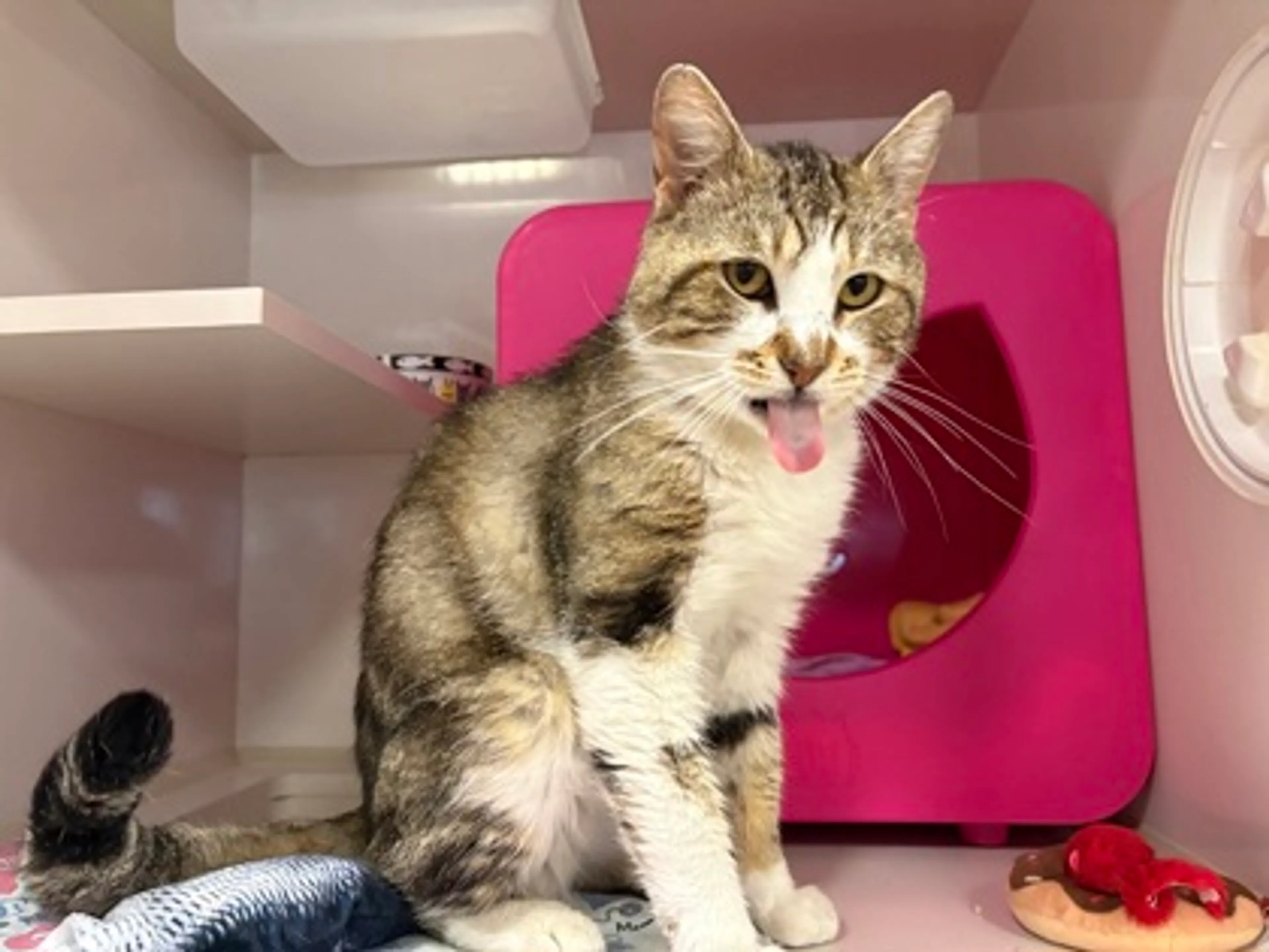 Found pet-1