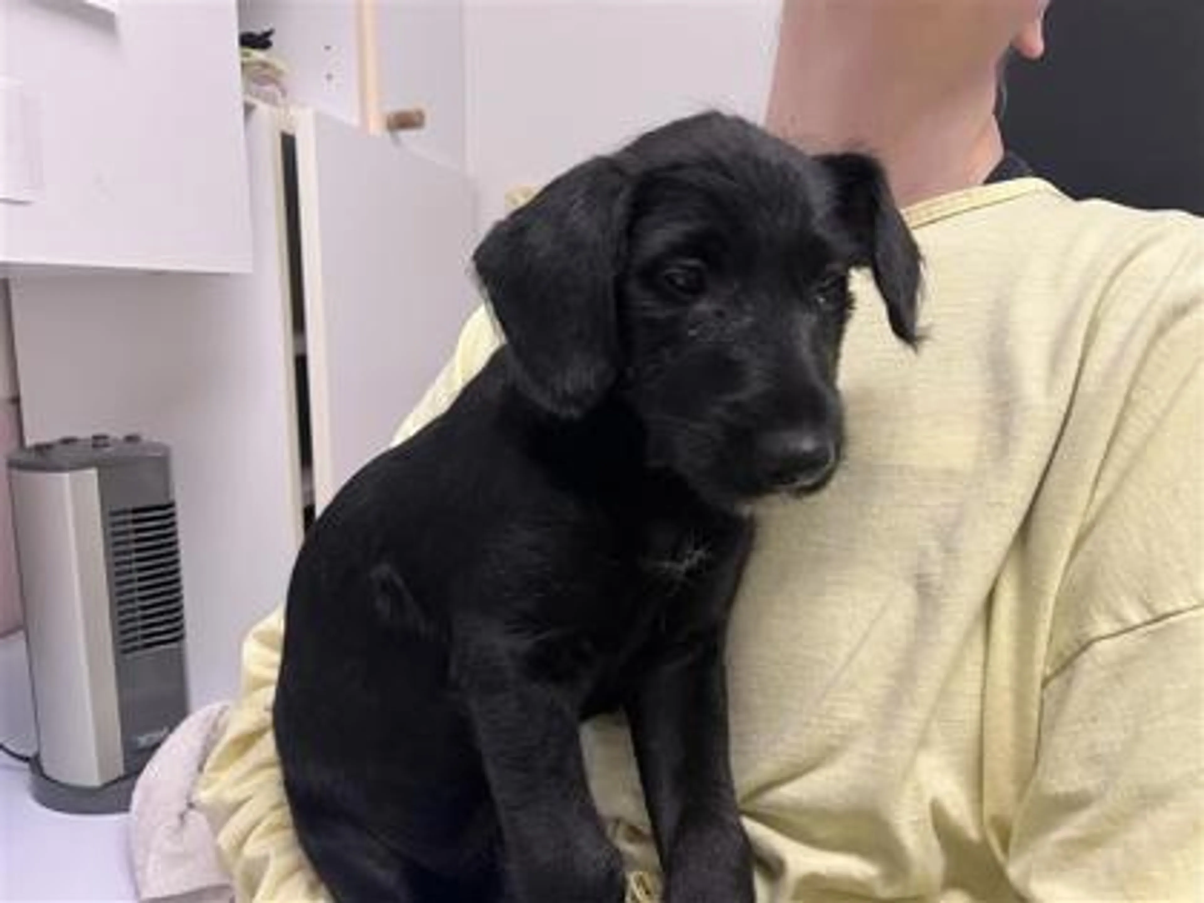 Found pet