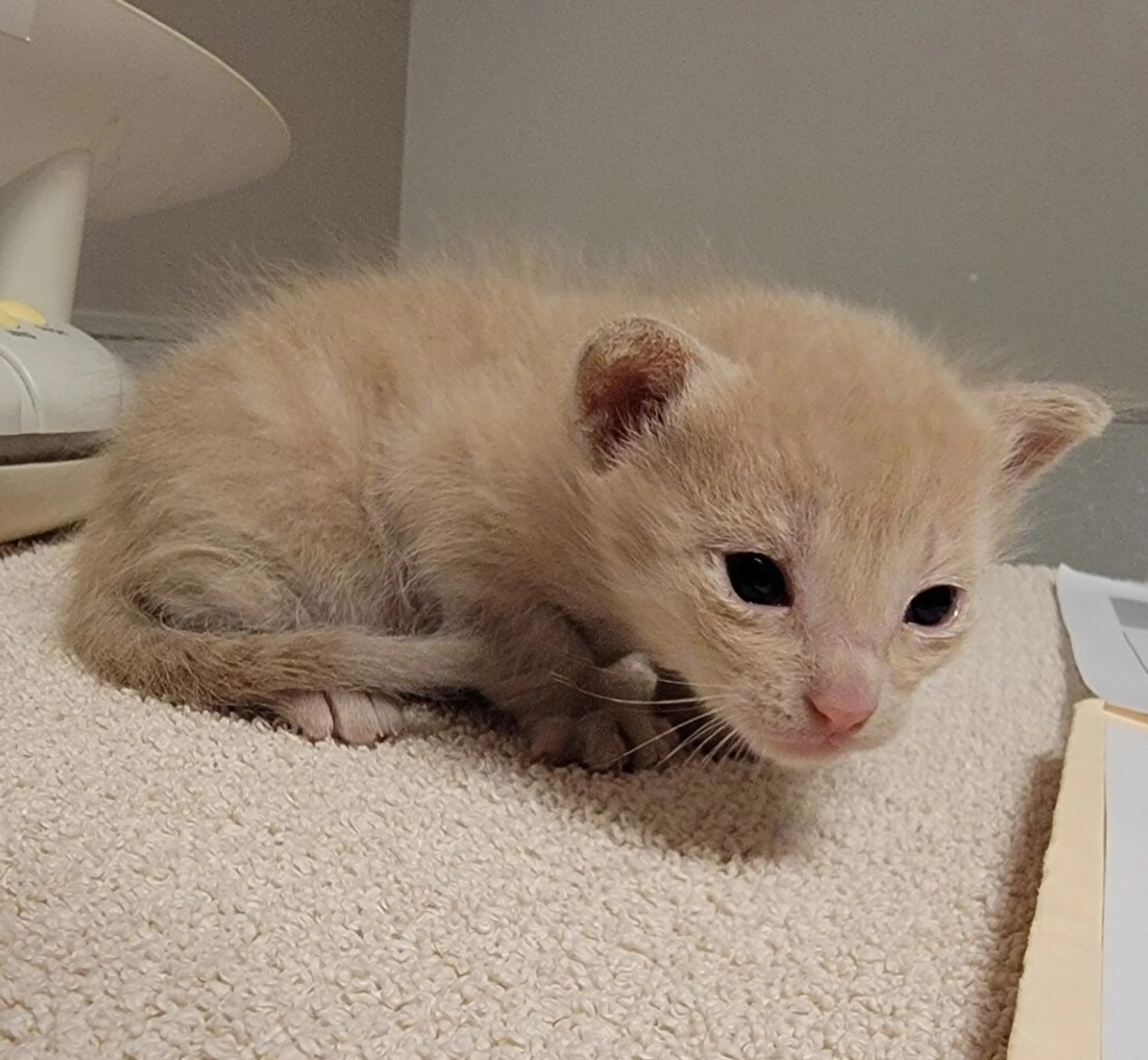 Found pet