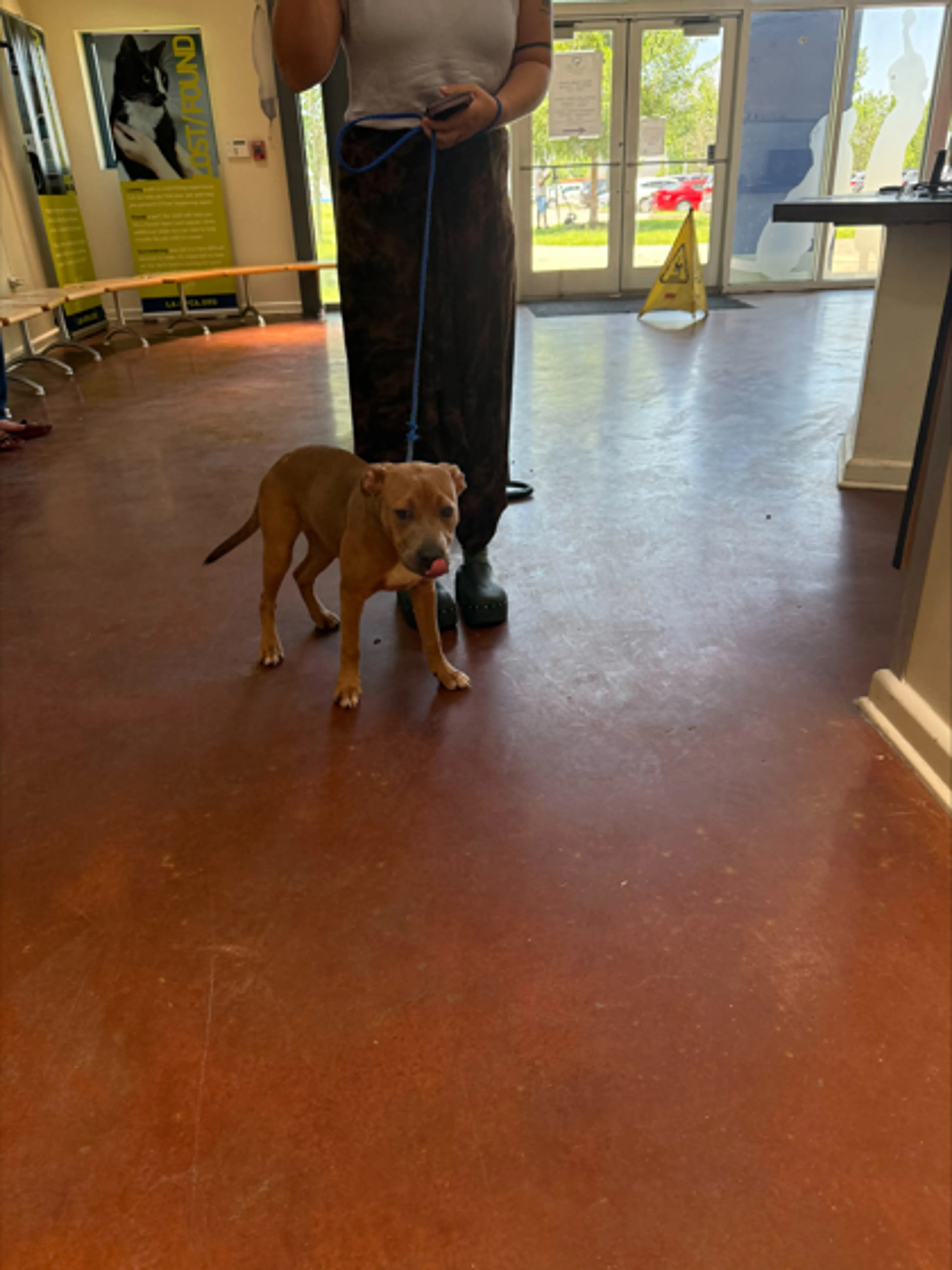 Found pet