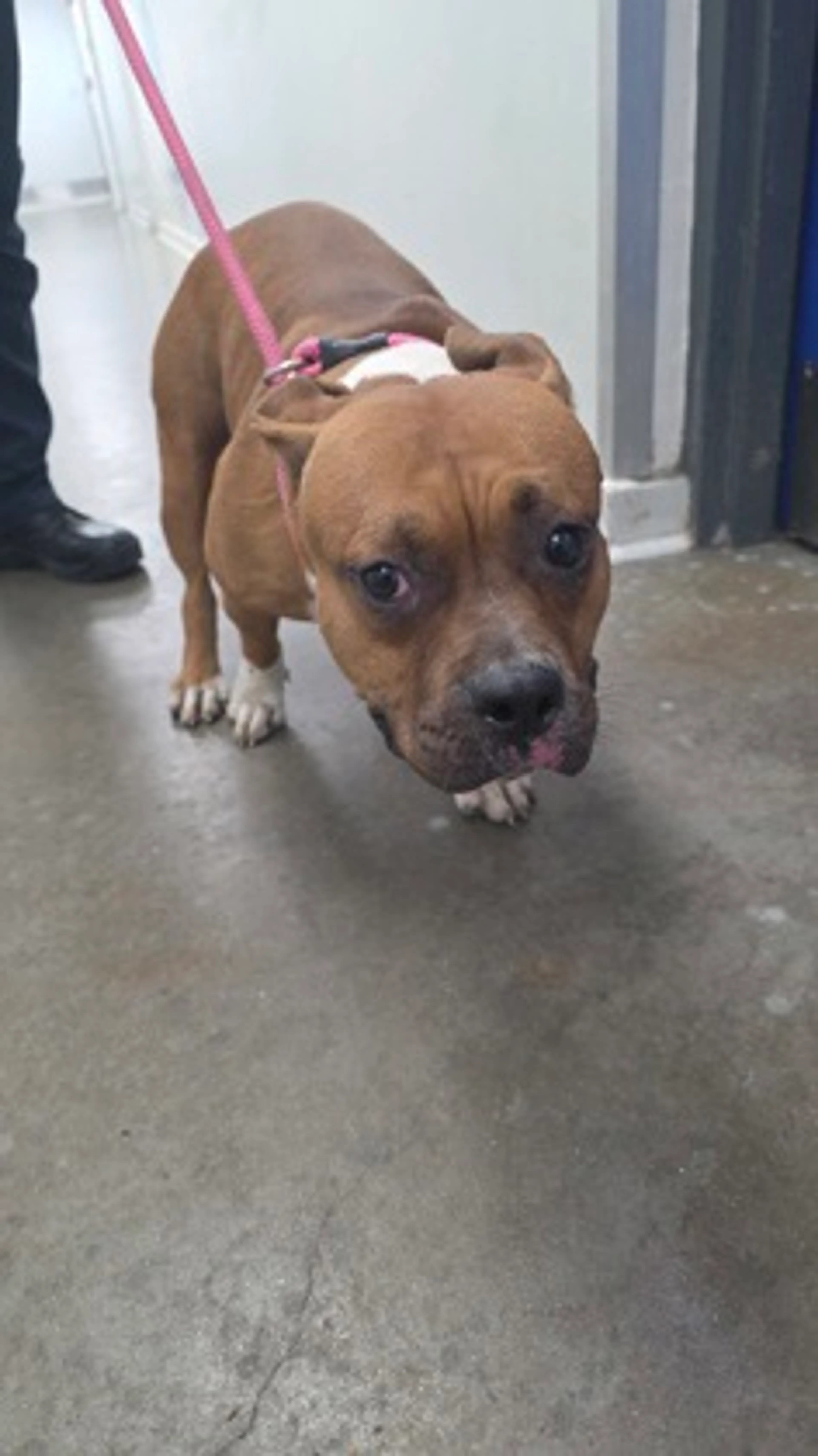 Found pet