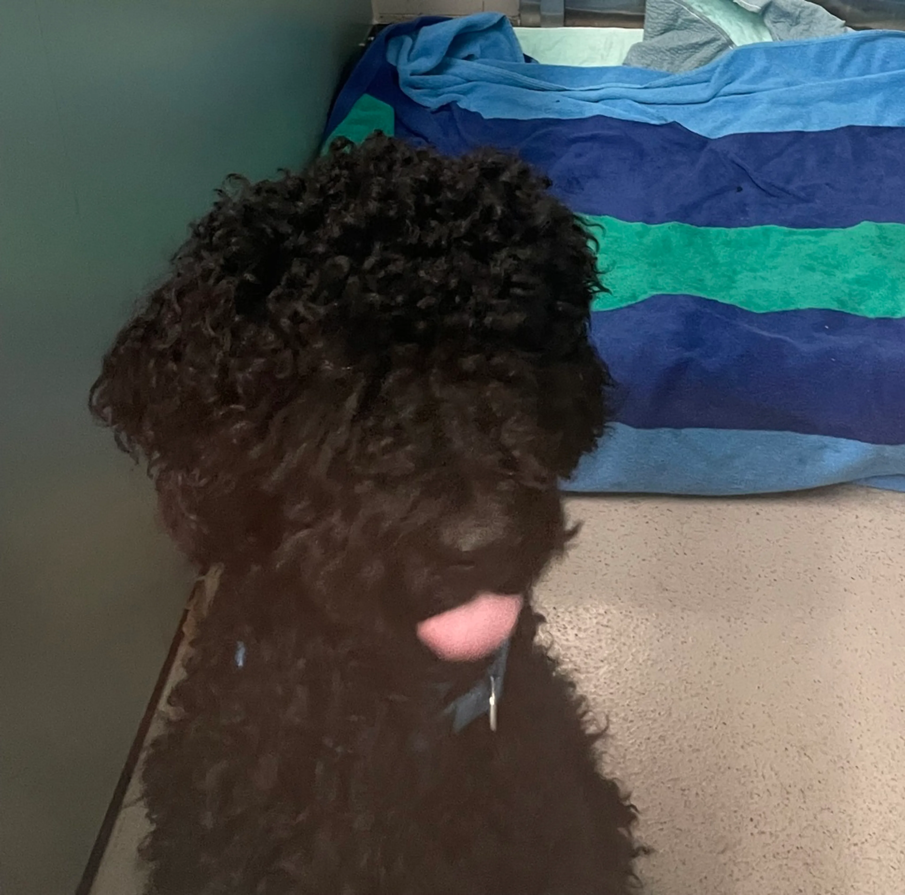Found pet