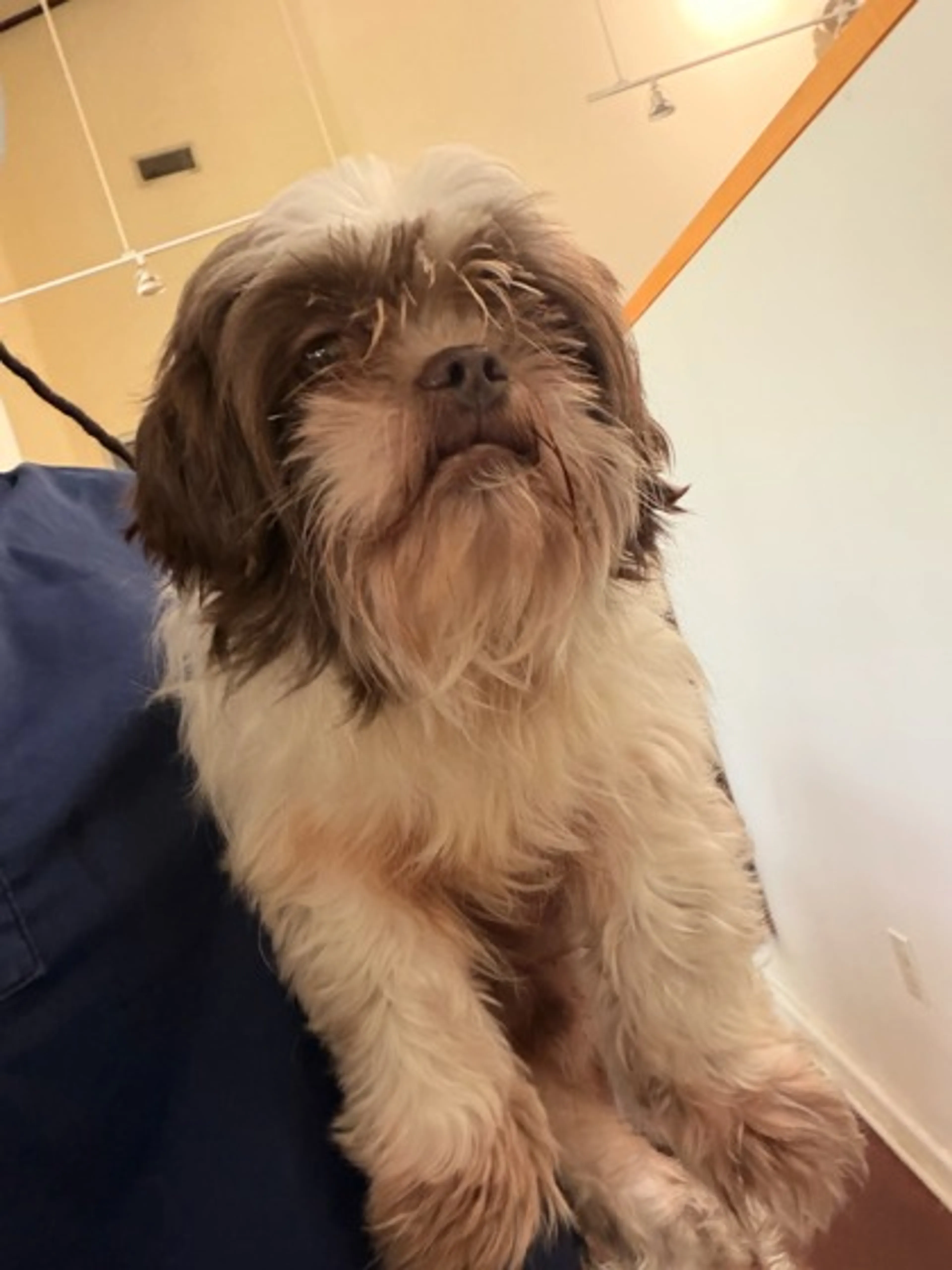 Found pet