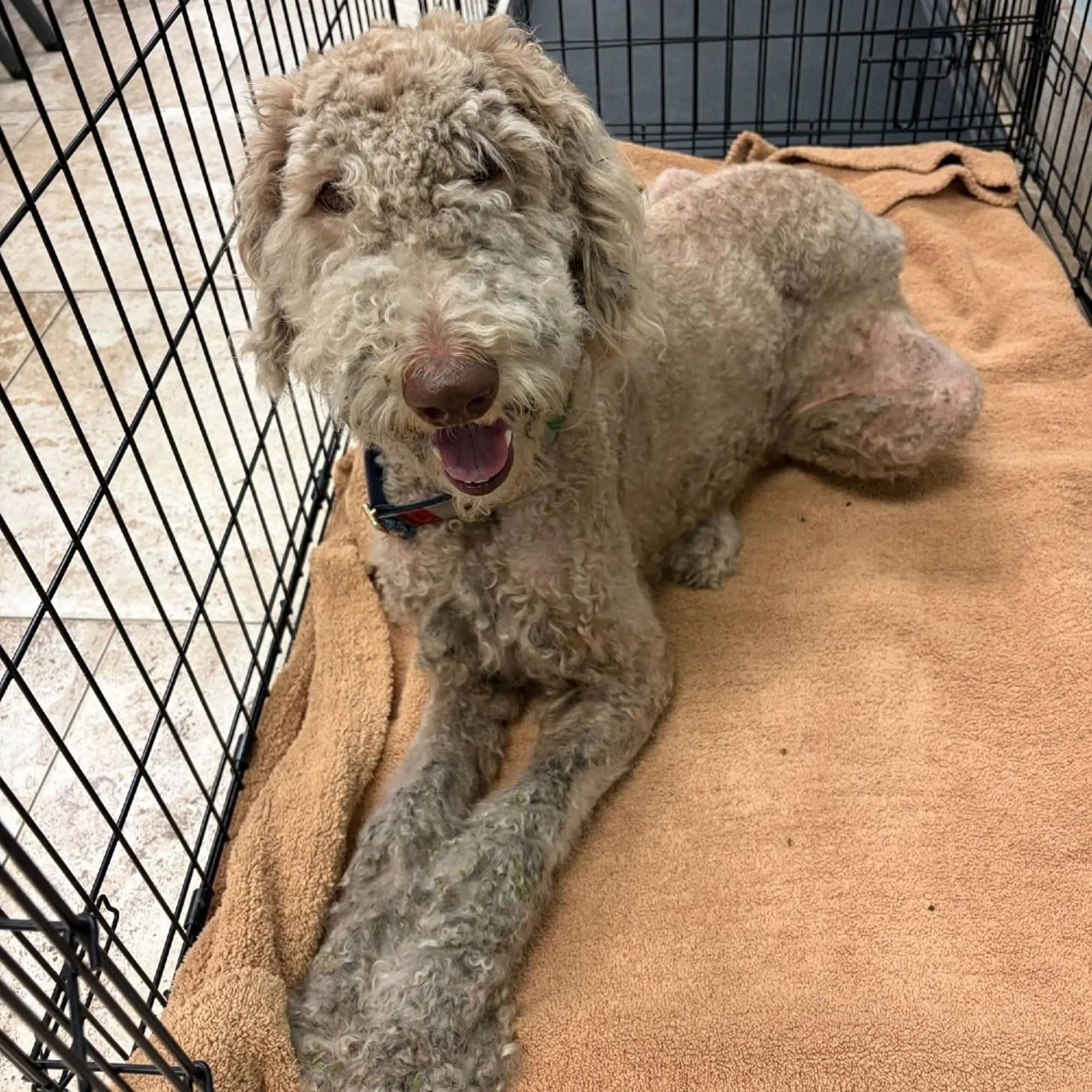 Found pet