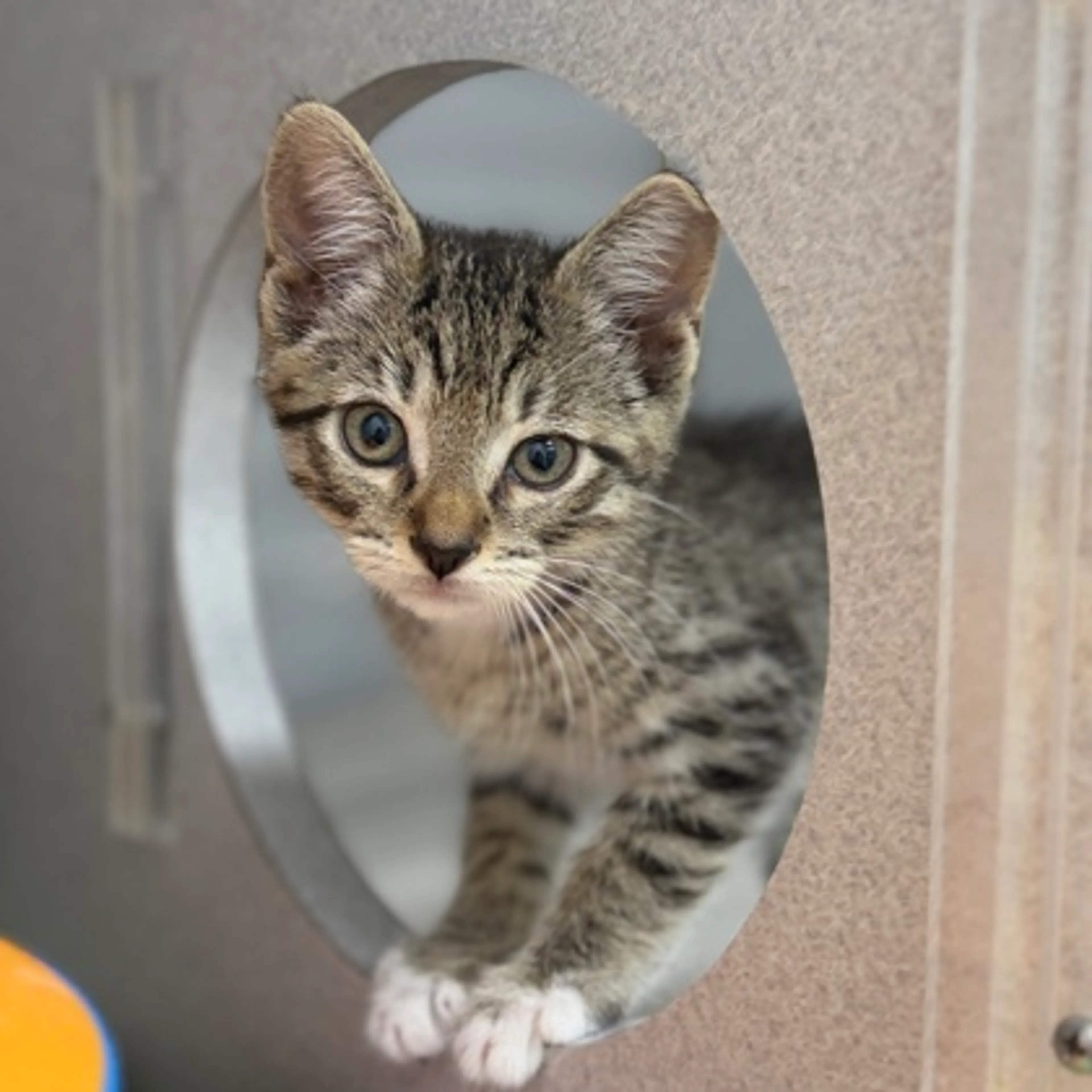 Found pet-1