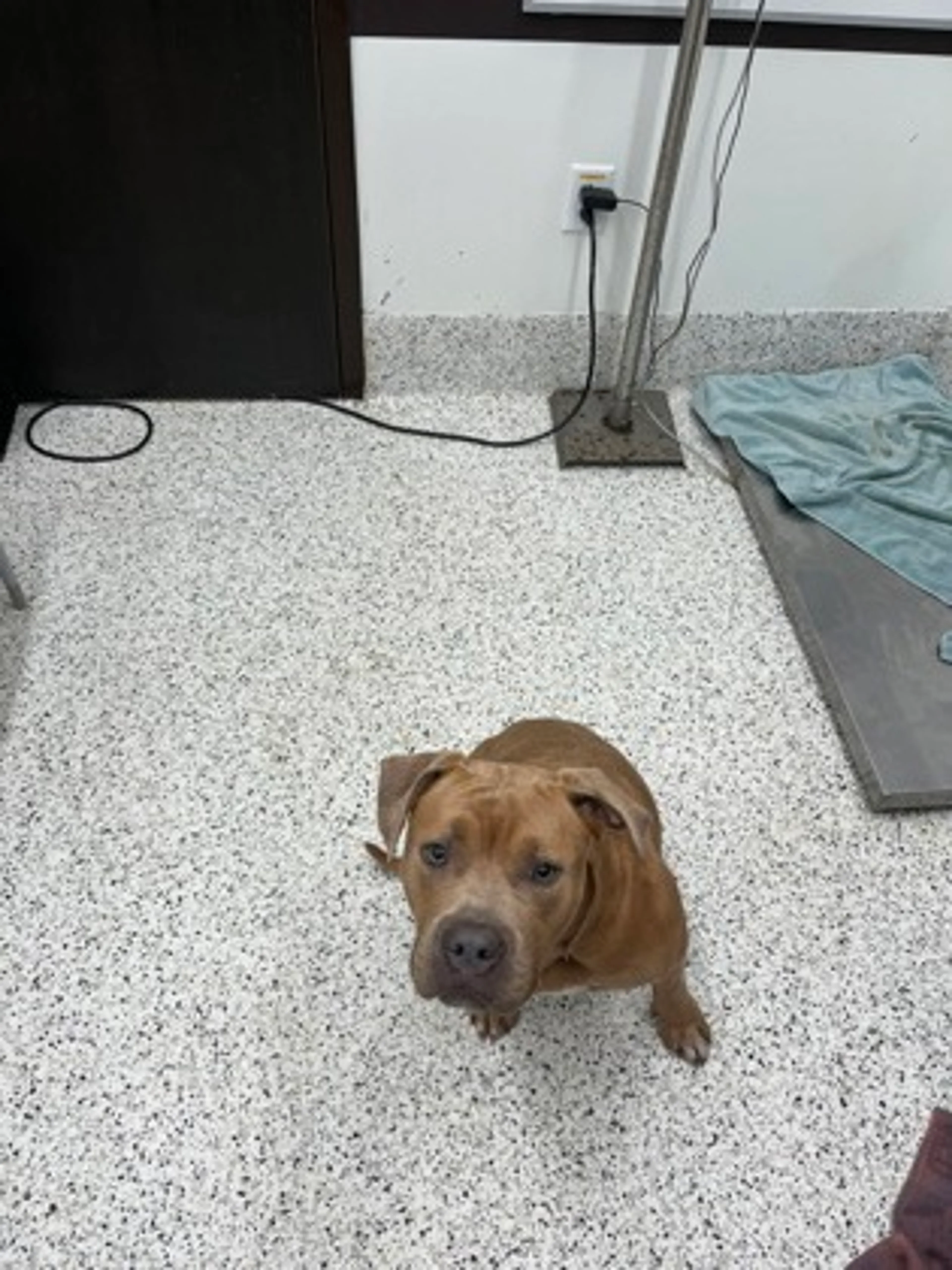 Found pet