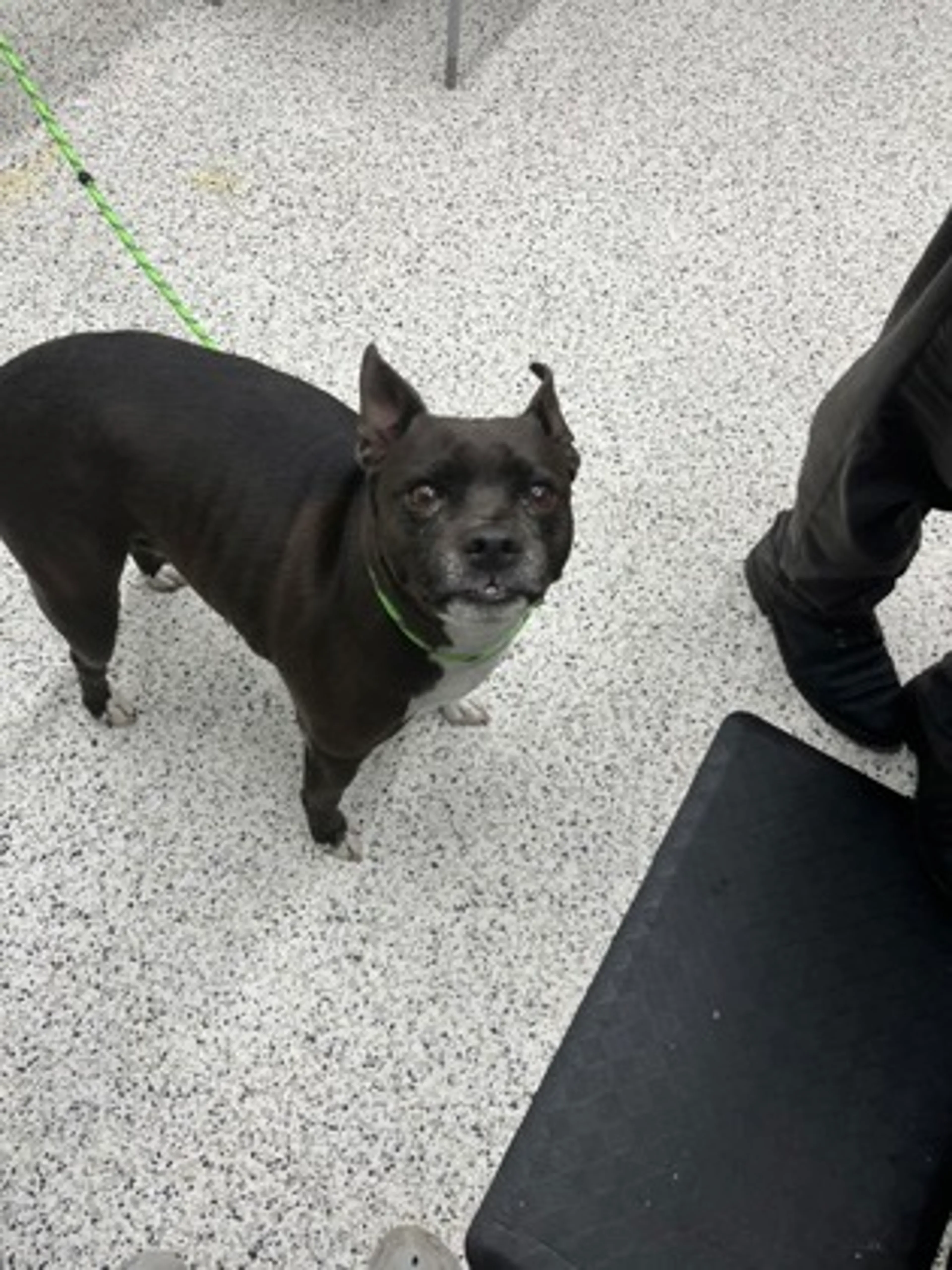 Found pet