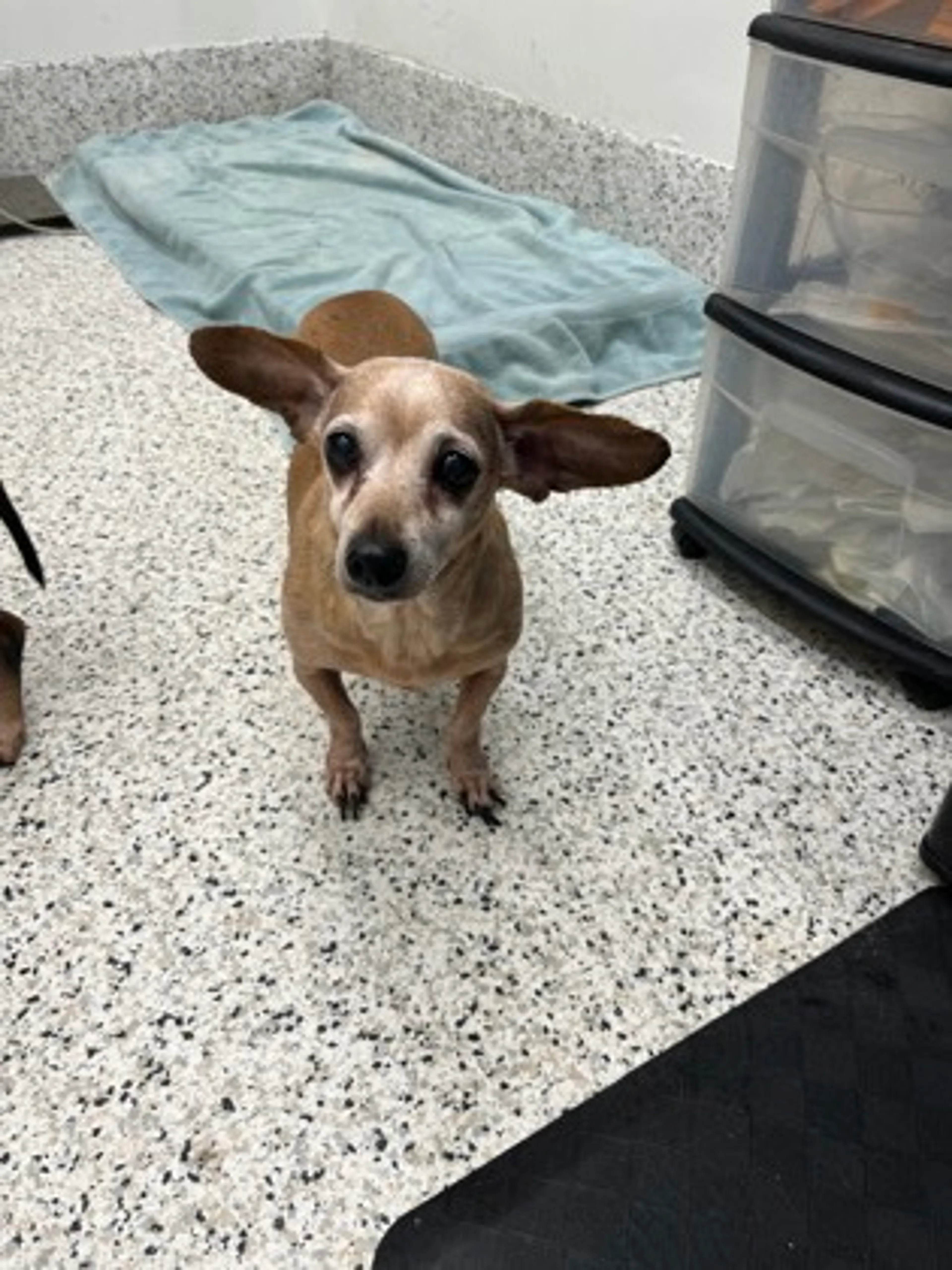 Found pet