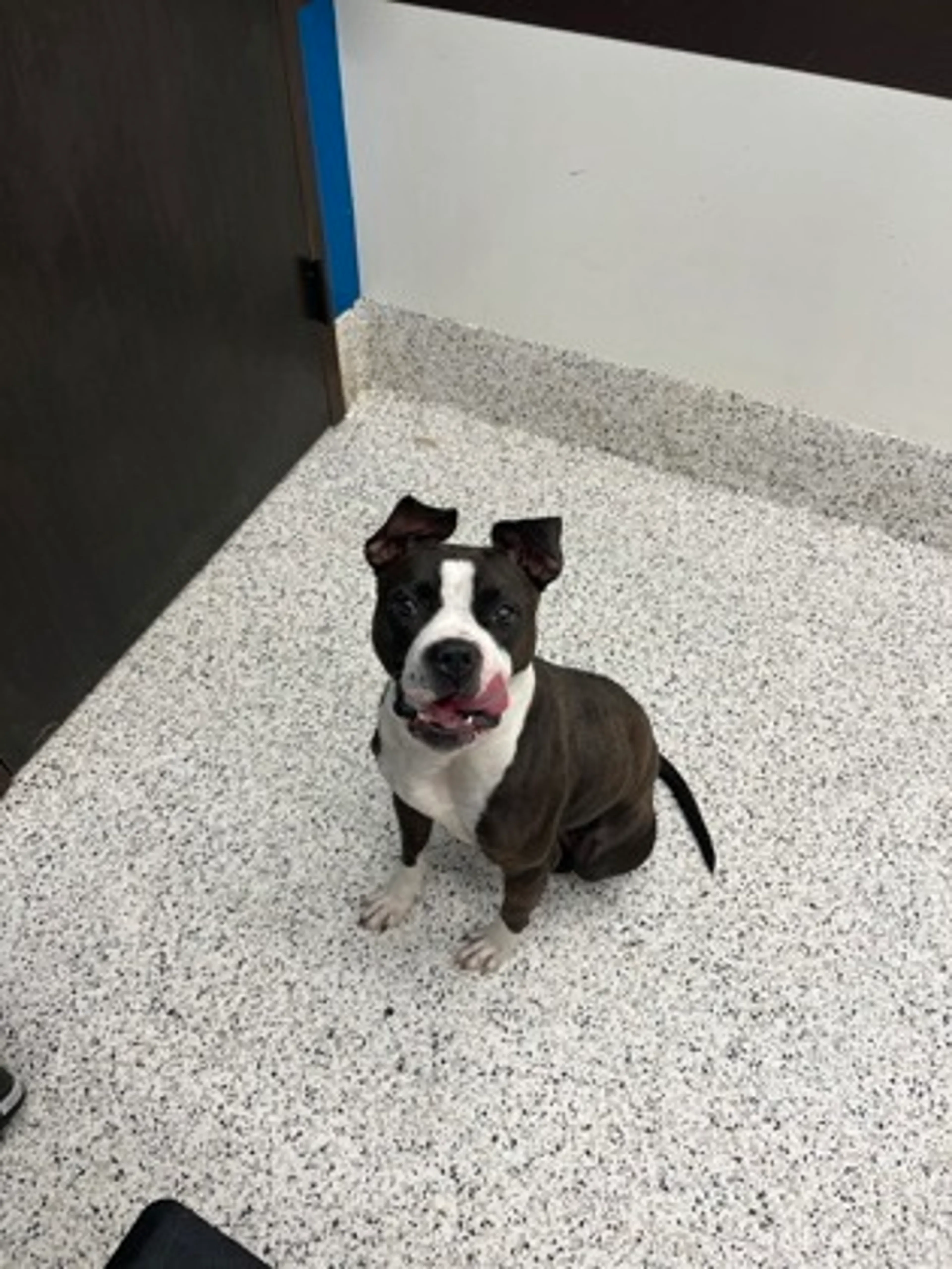 Found pet
