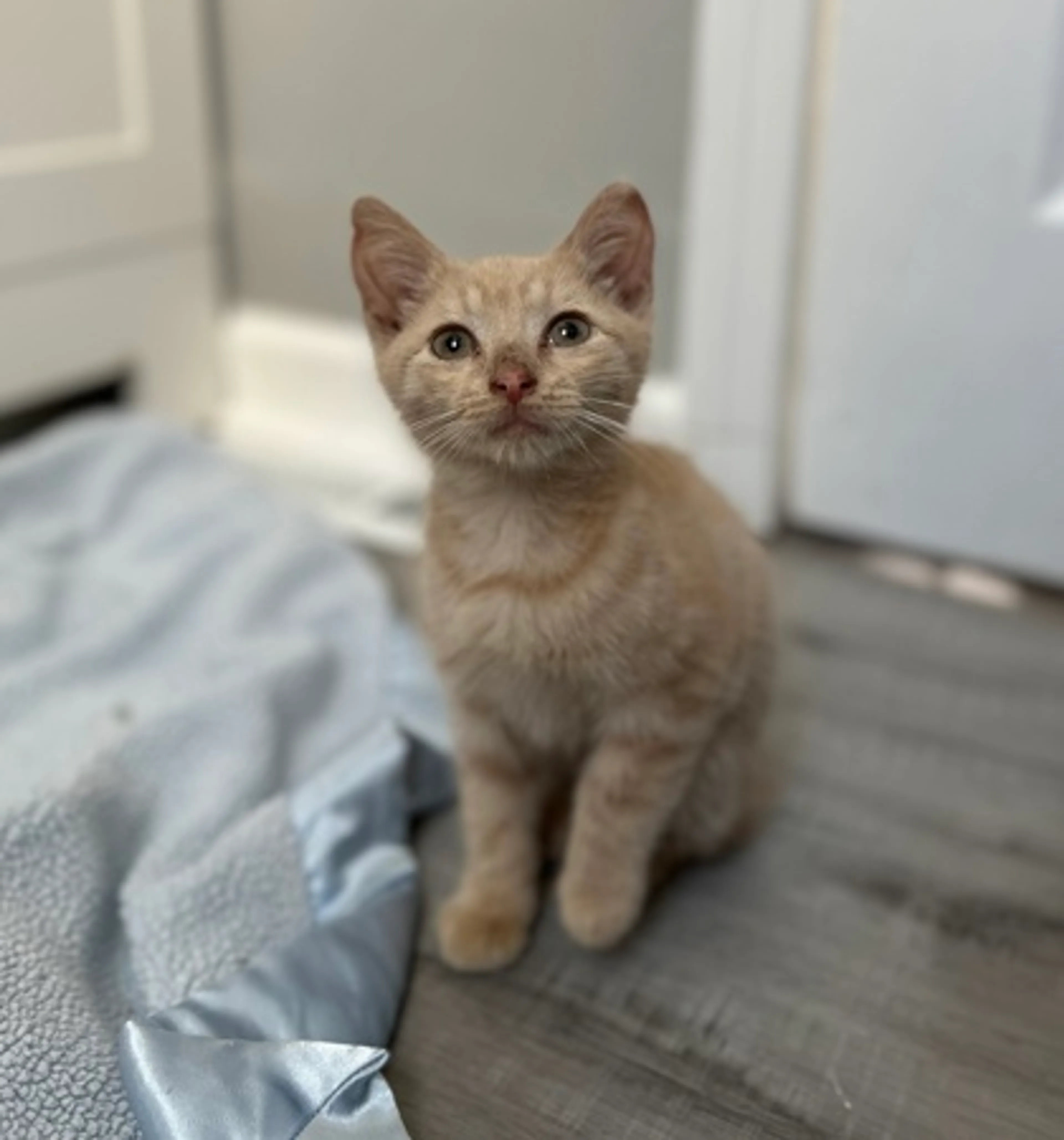 Found pet