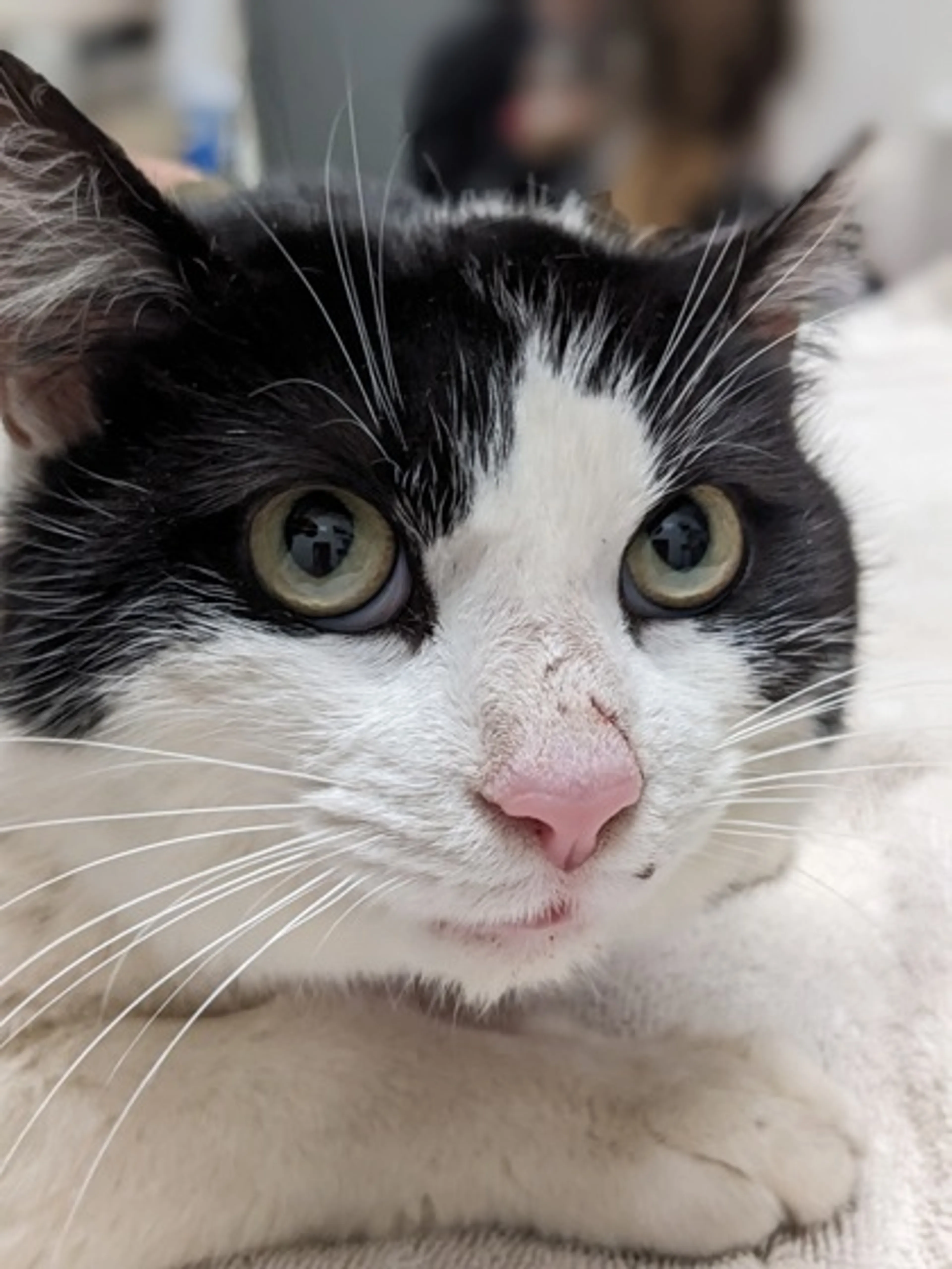 Found pet