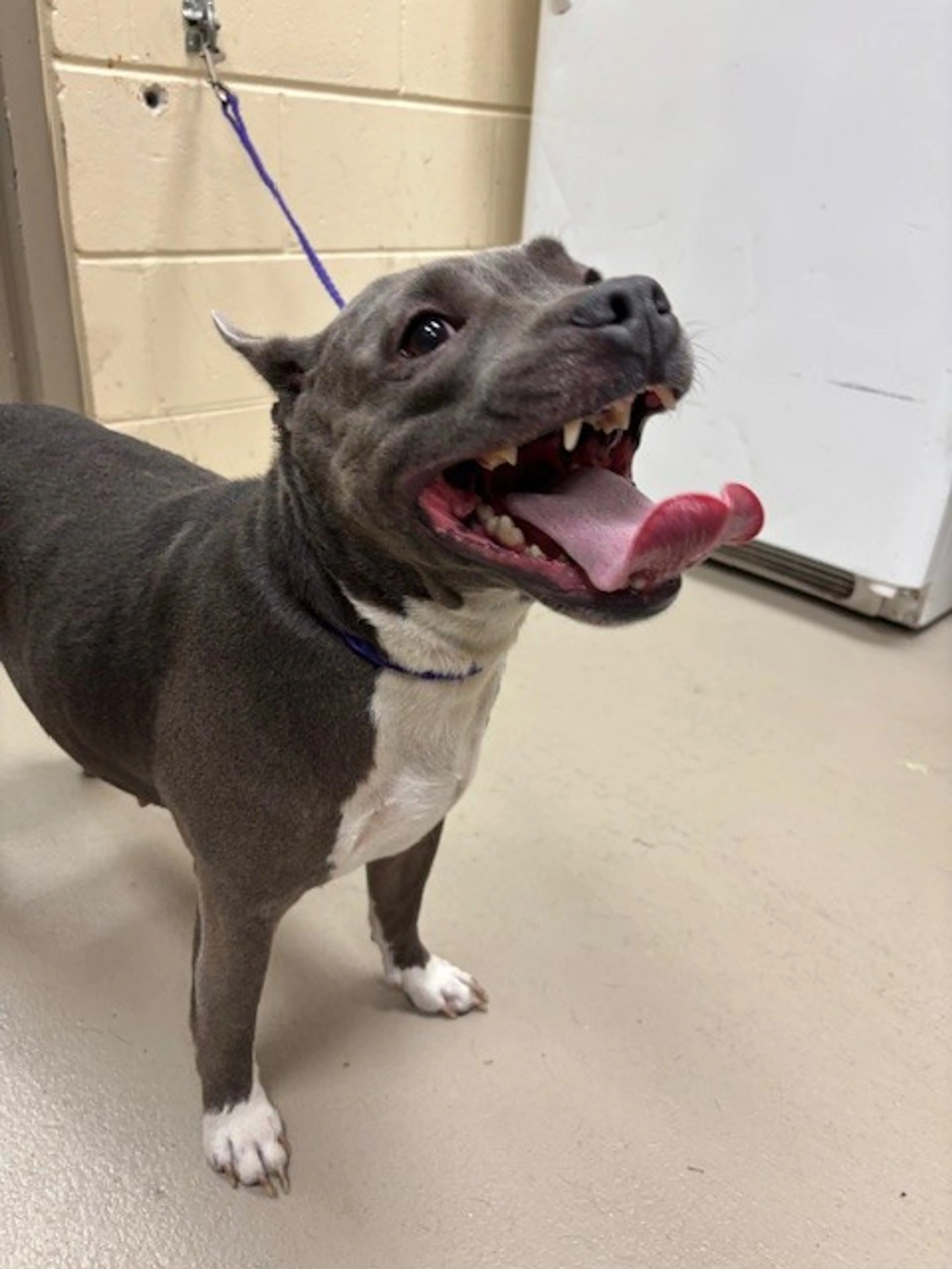Found pet