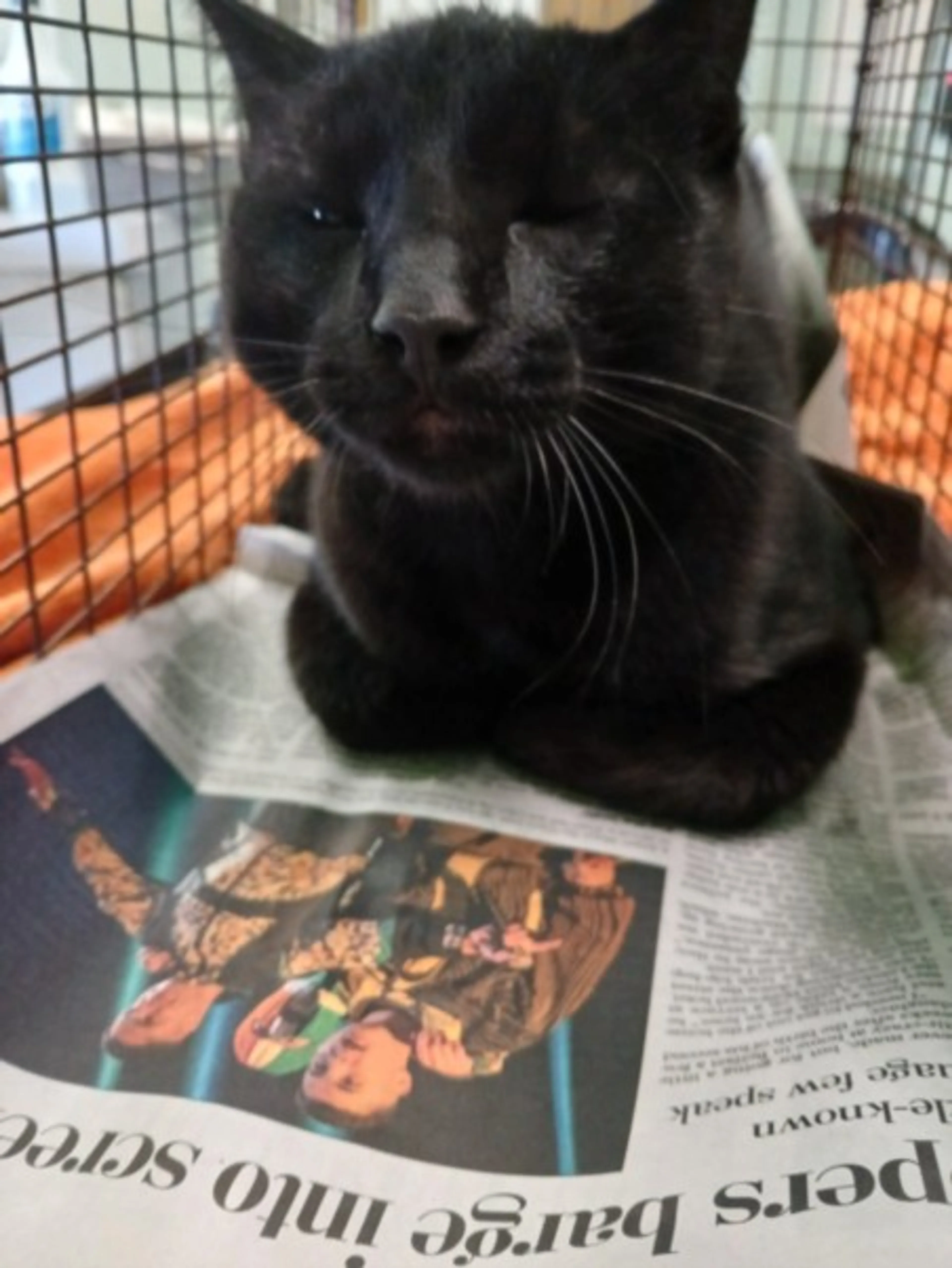 Found pet
