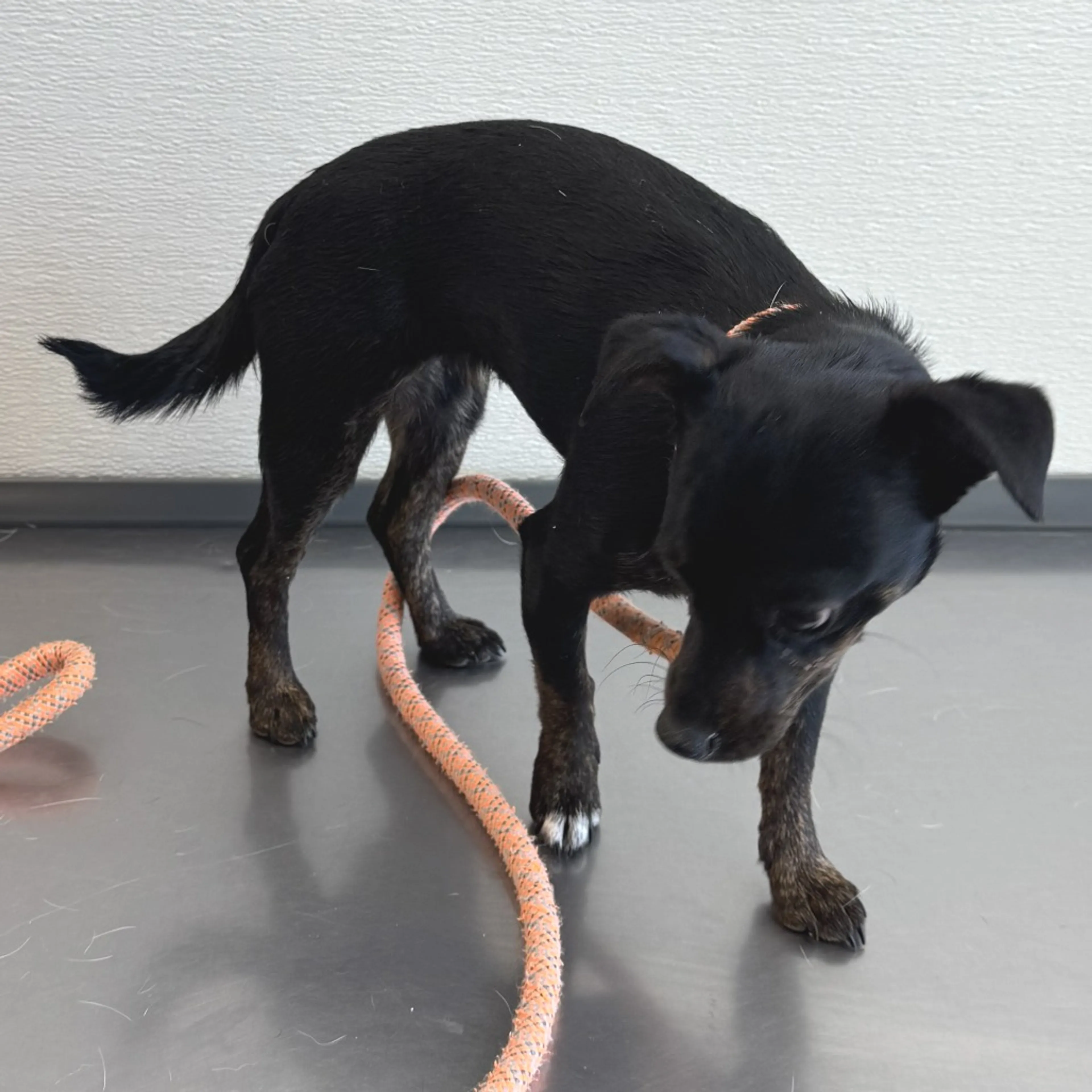 Found pet-2