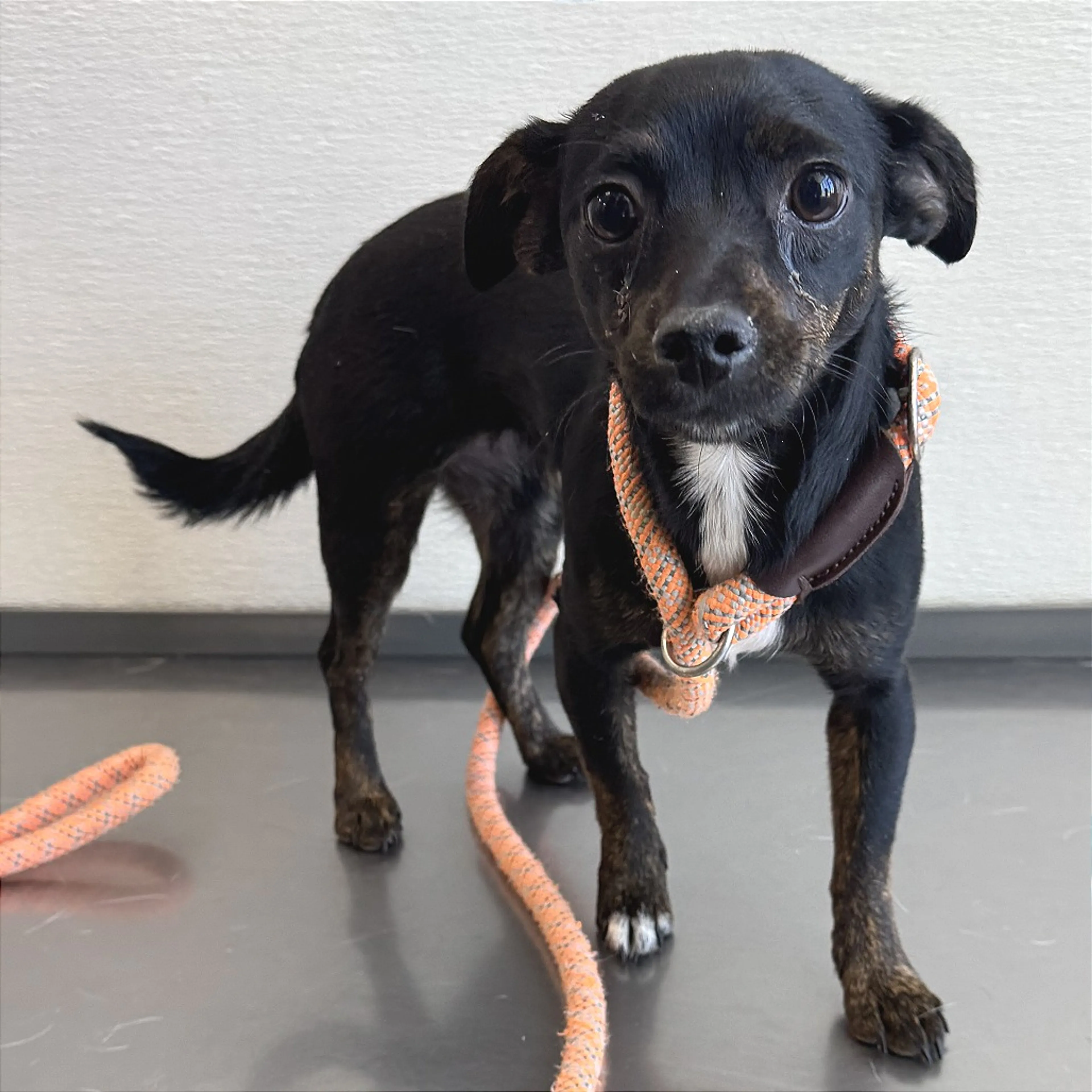 Found pet-1