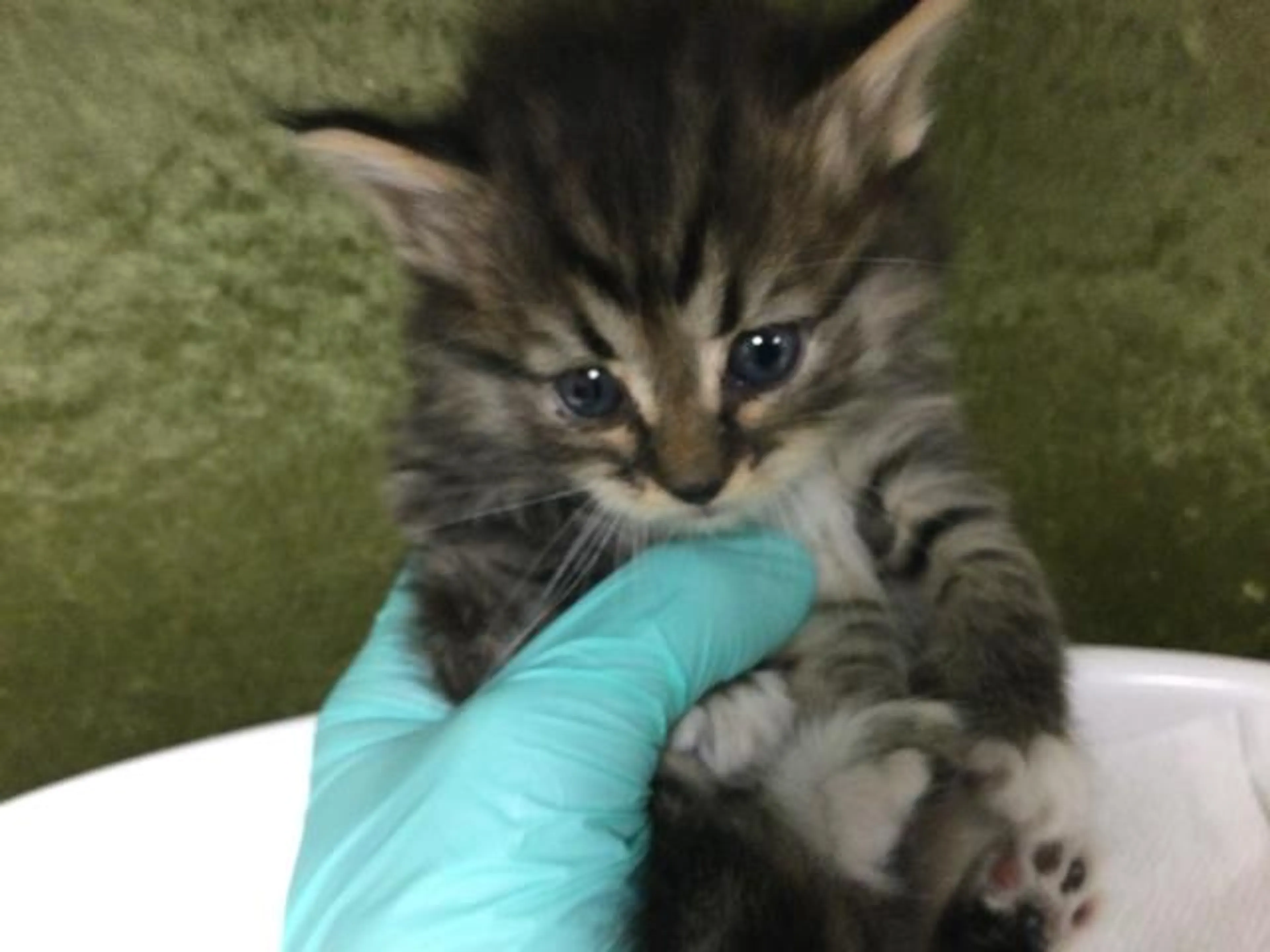 Found pet