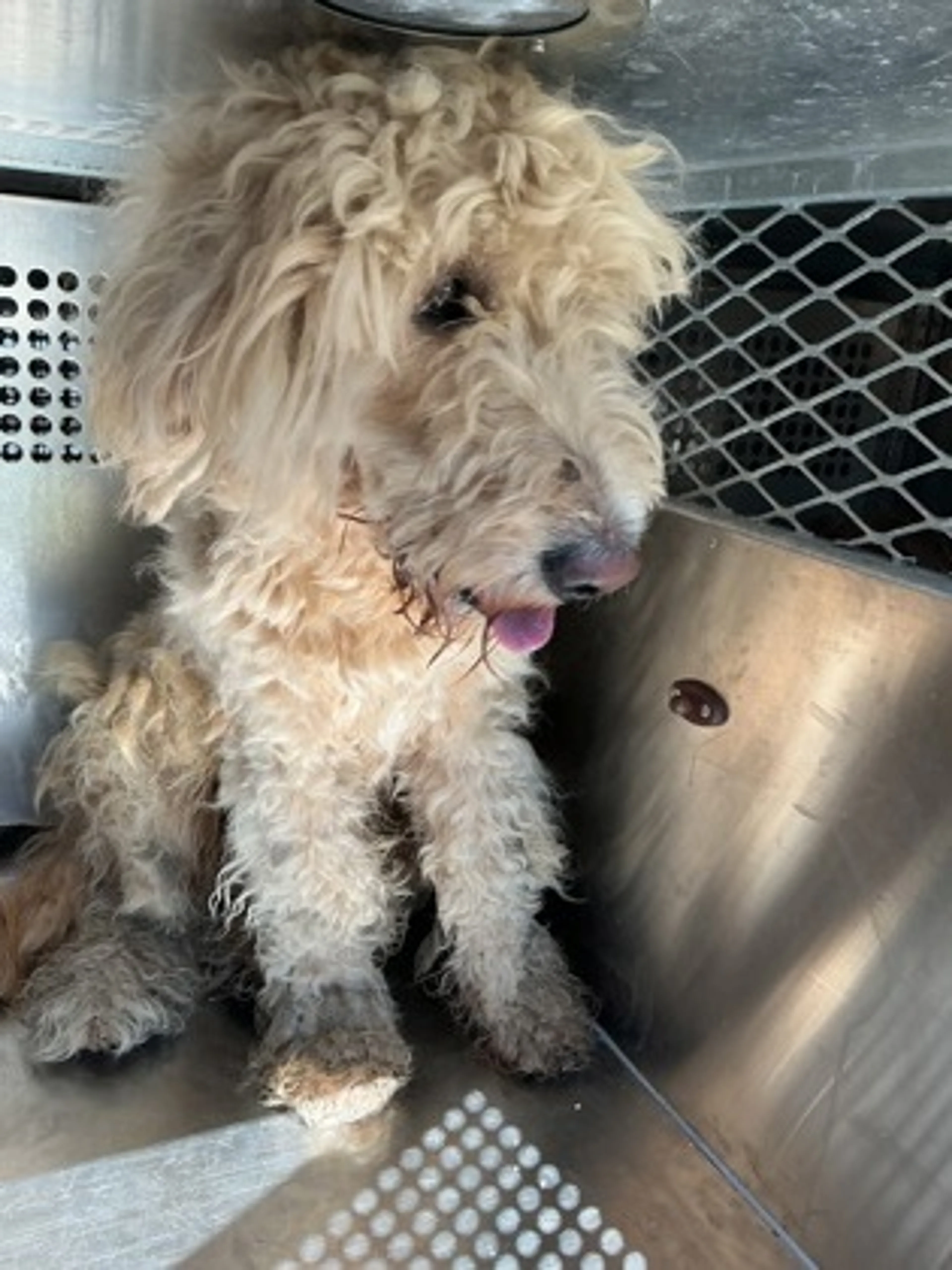 Found pet