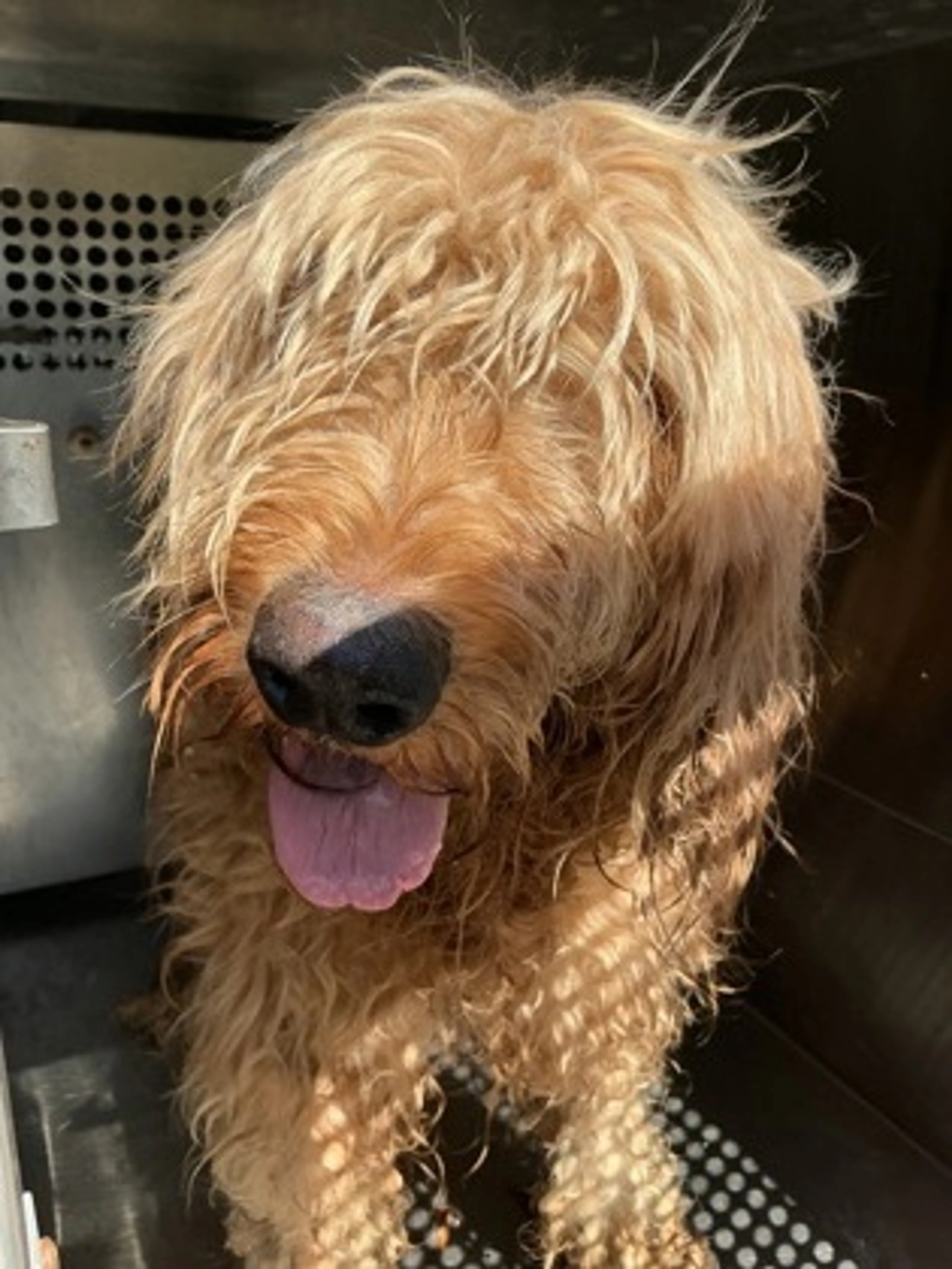 Found pet