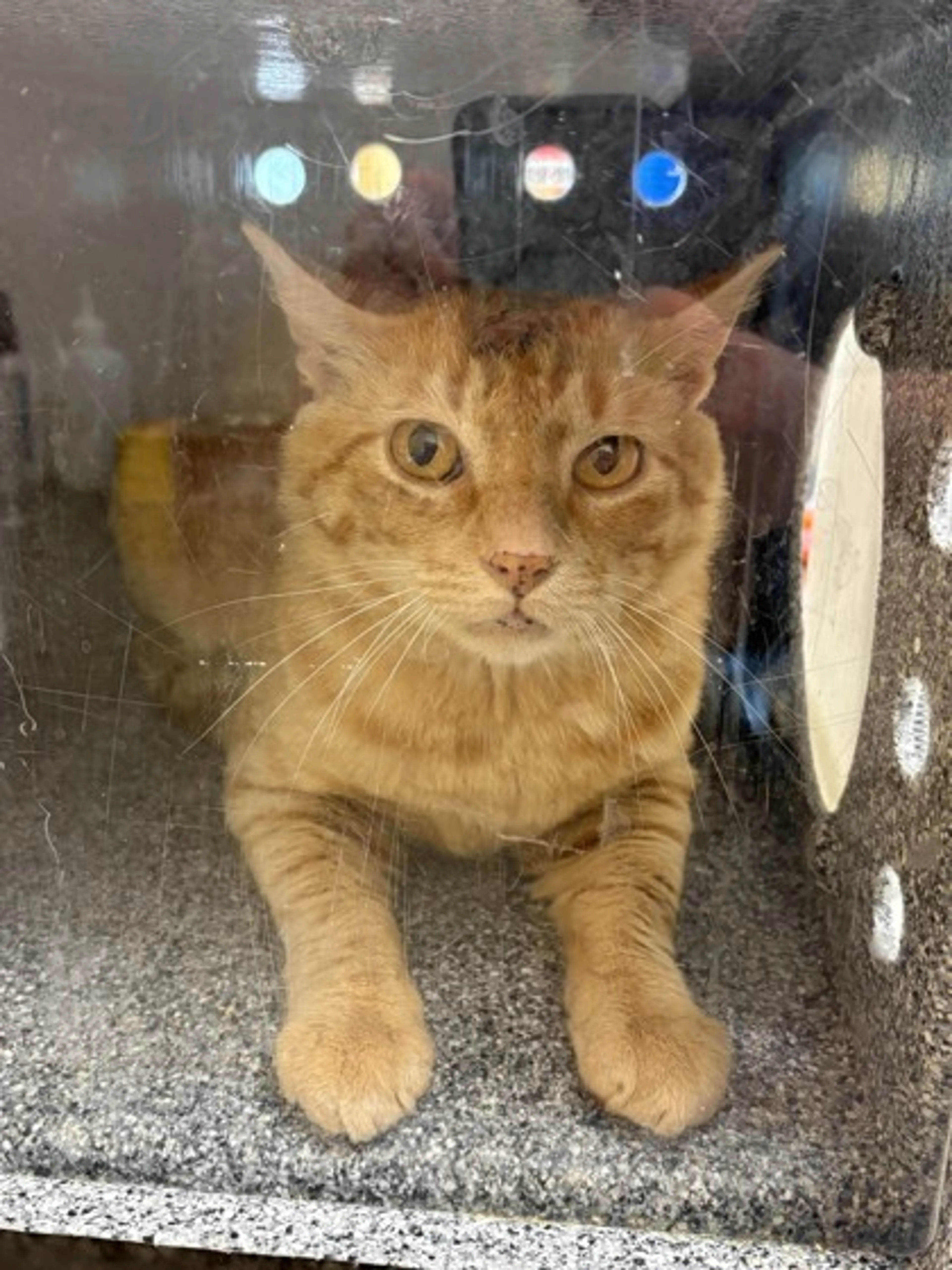Found pet