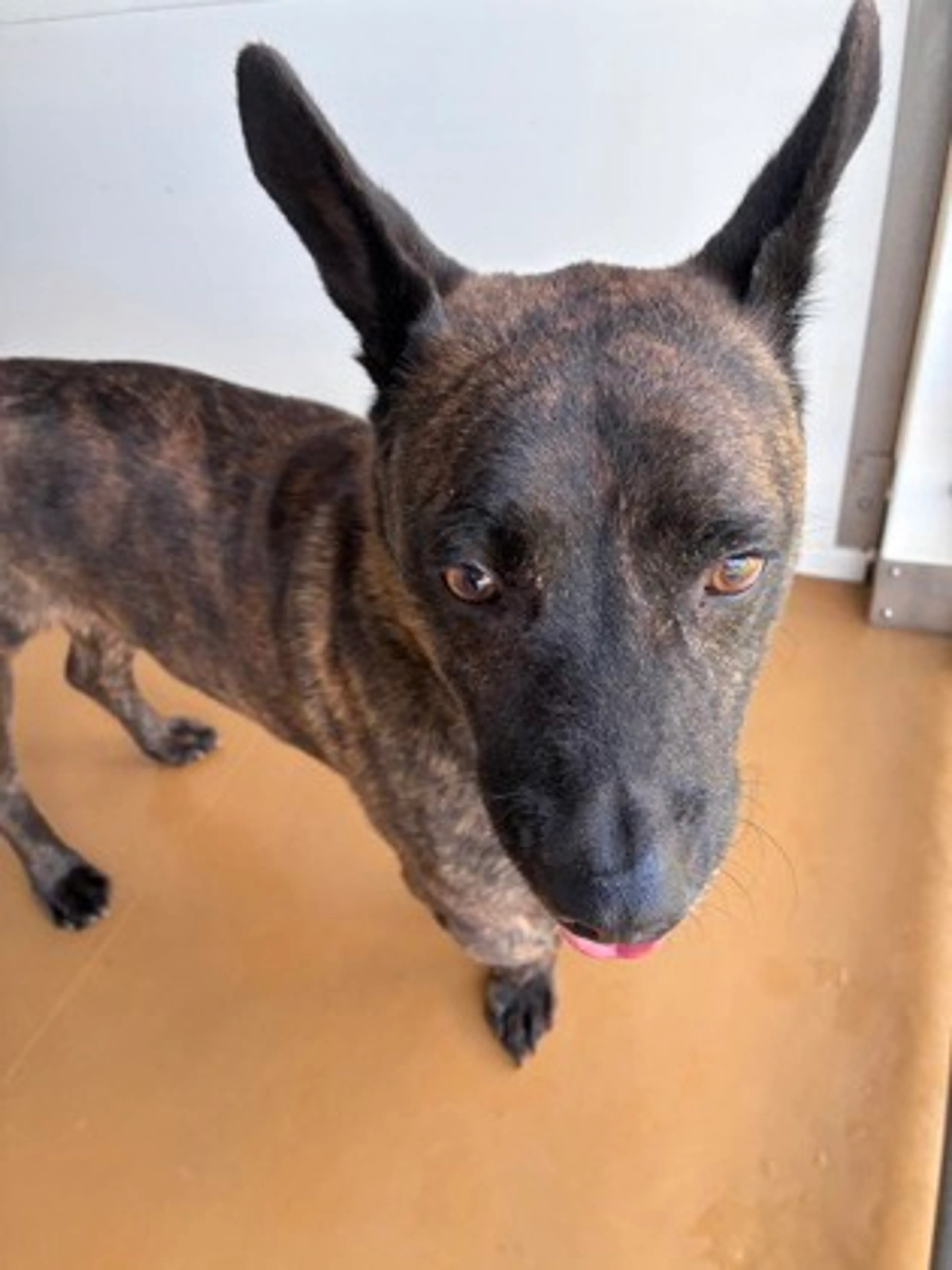 Found pet