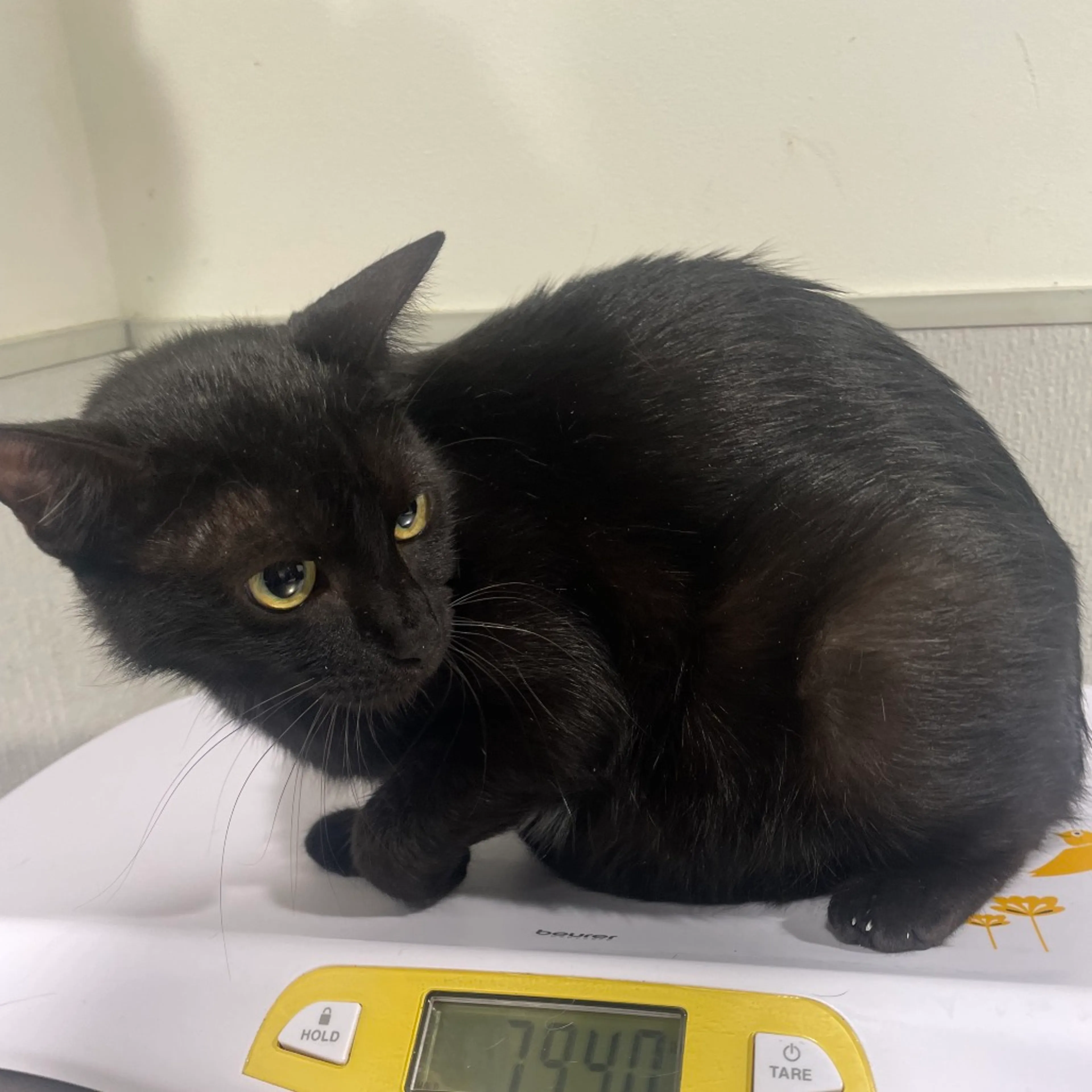Found pet