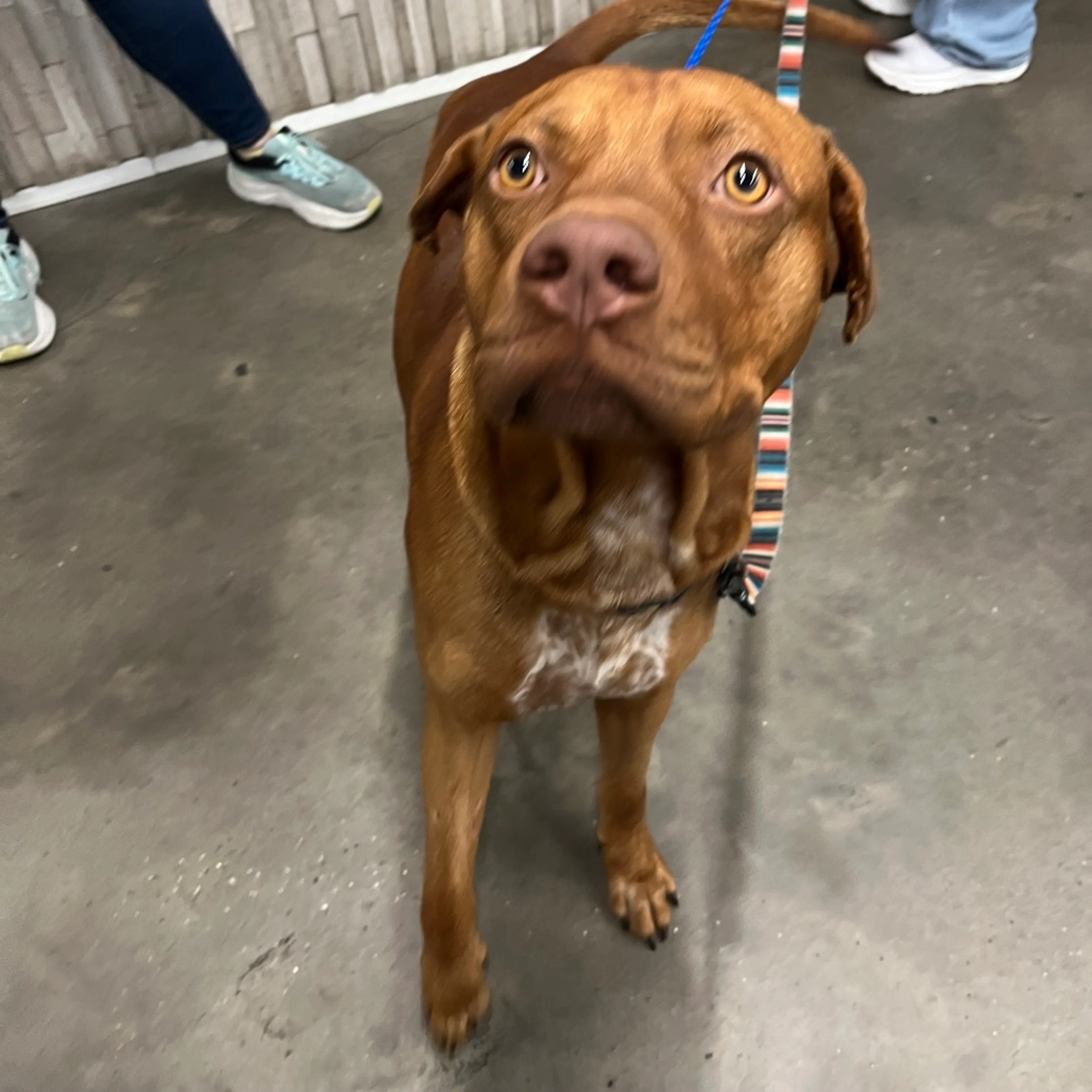 Found pet-1