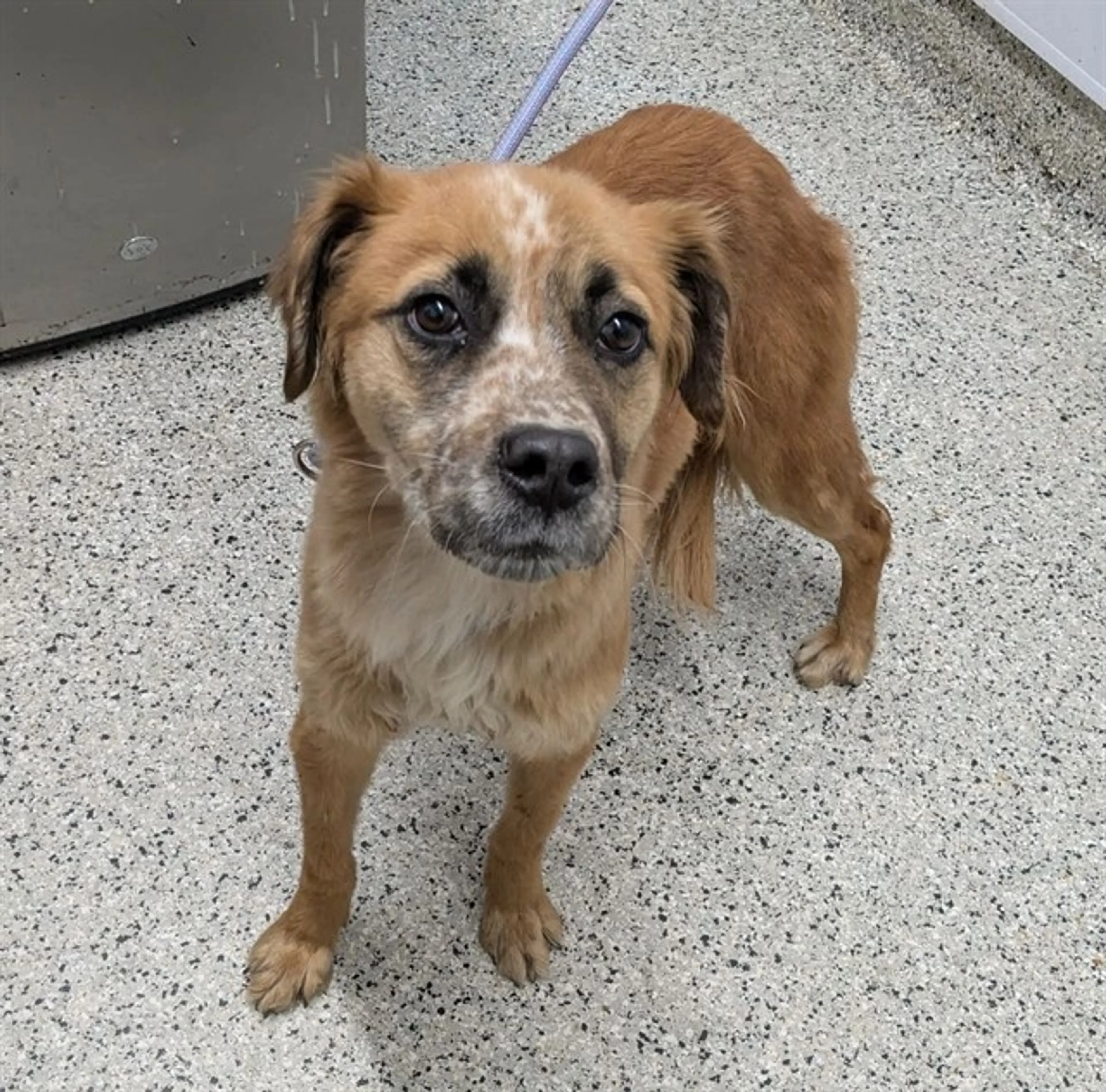 Found pet