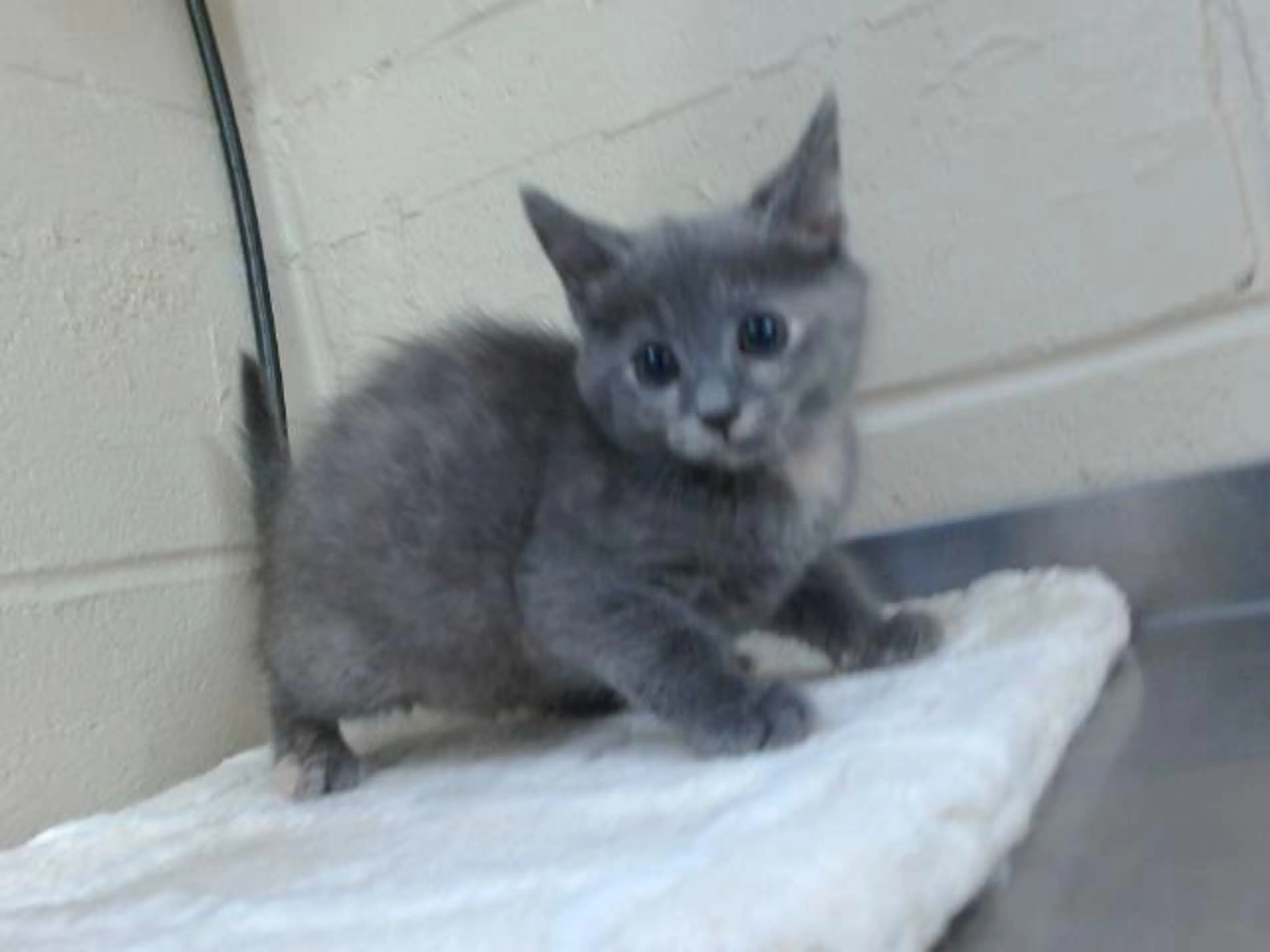 Found pet