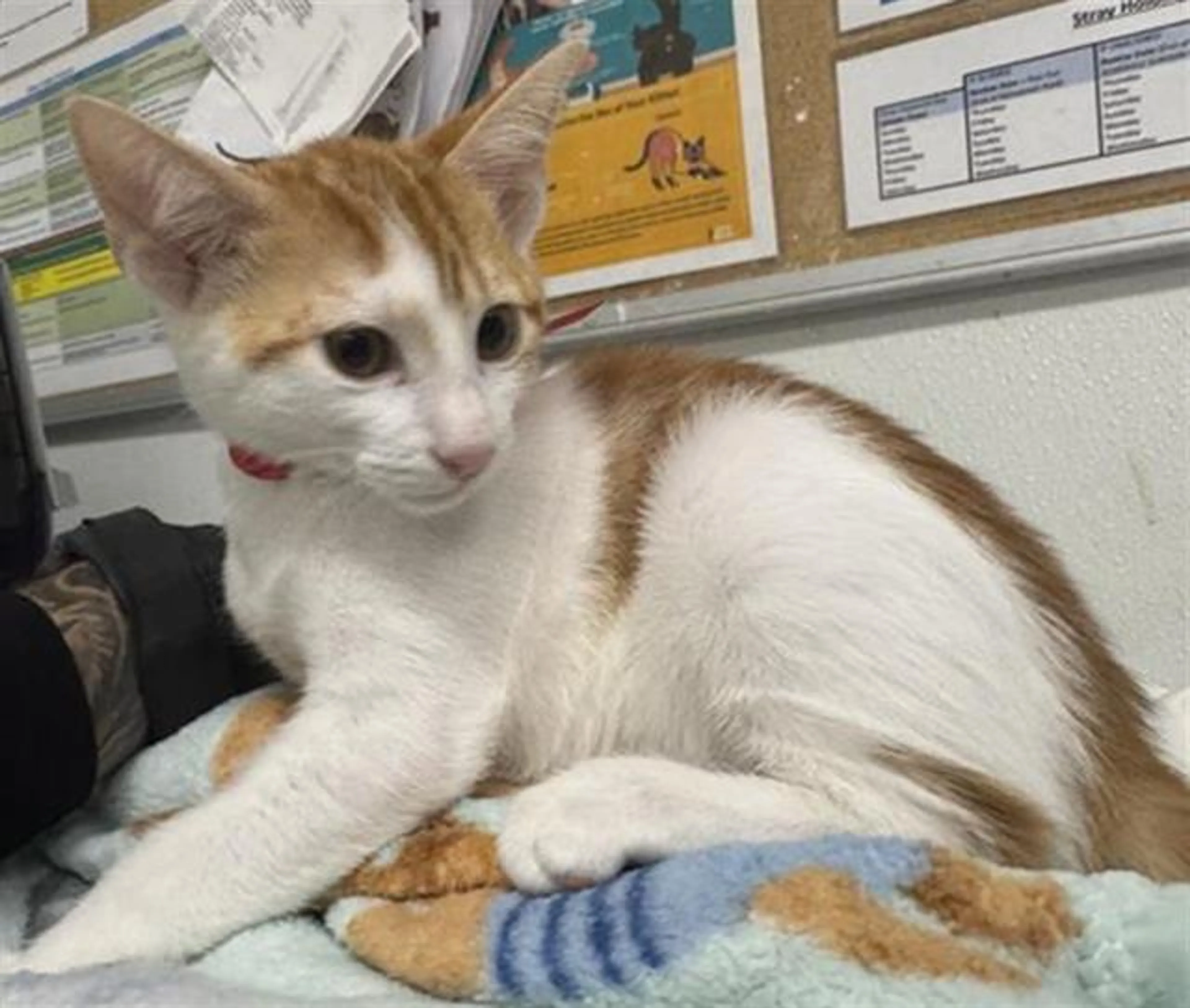 Found pet