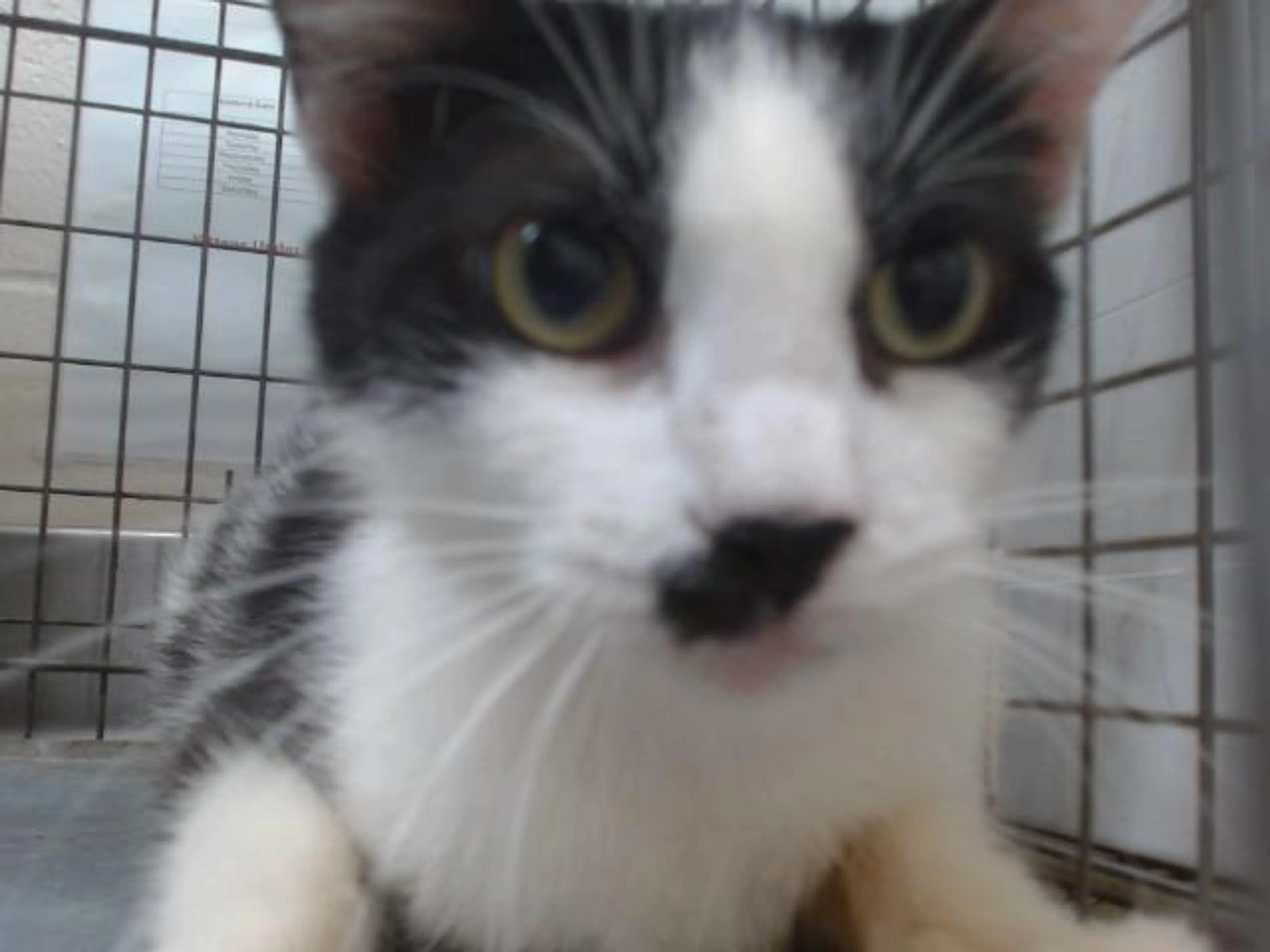 Found pet