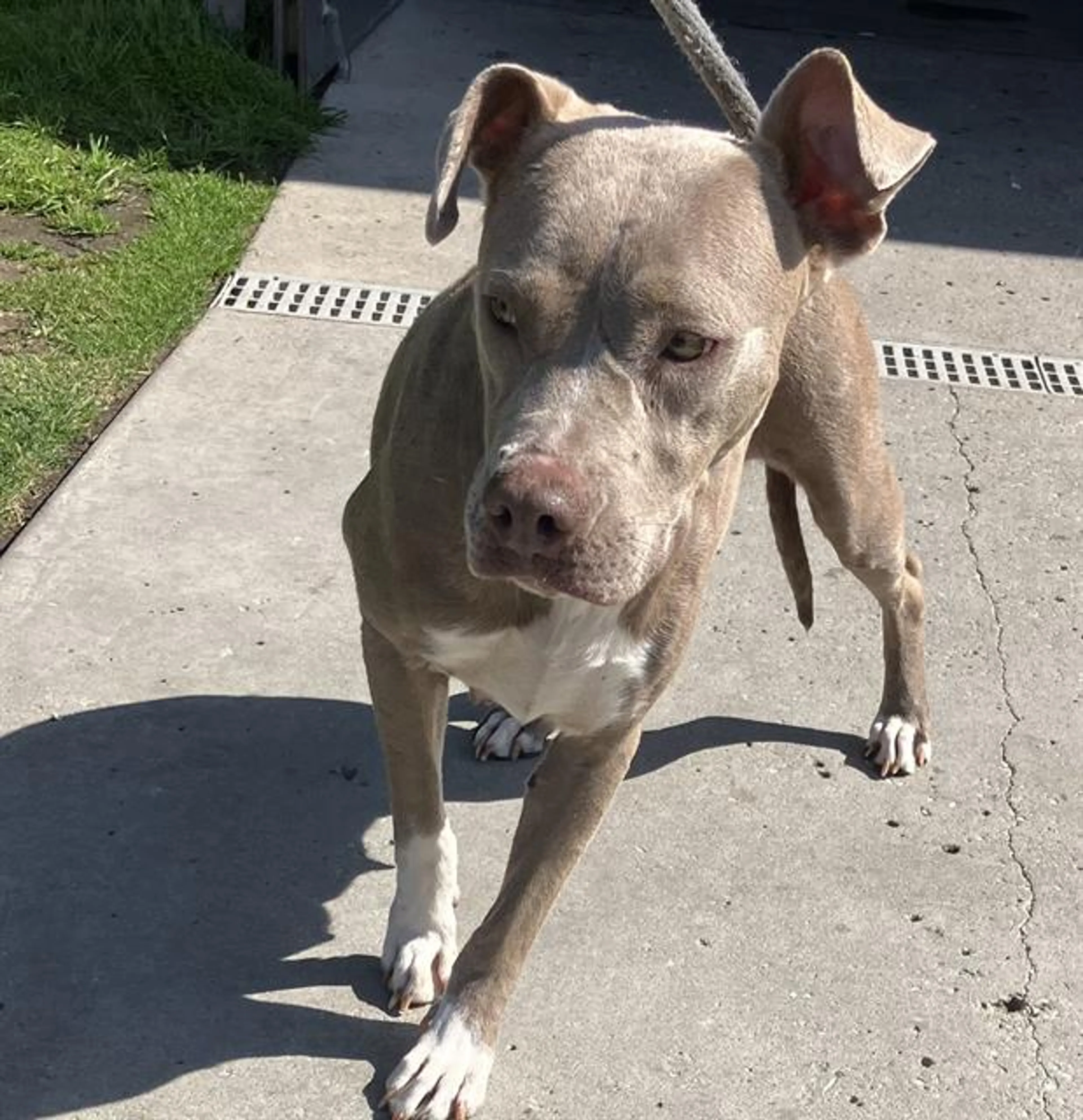 Found pet