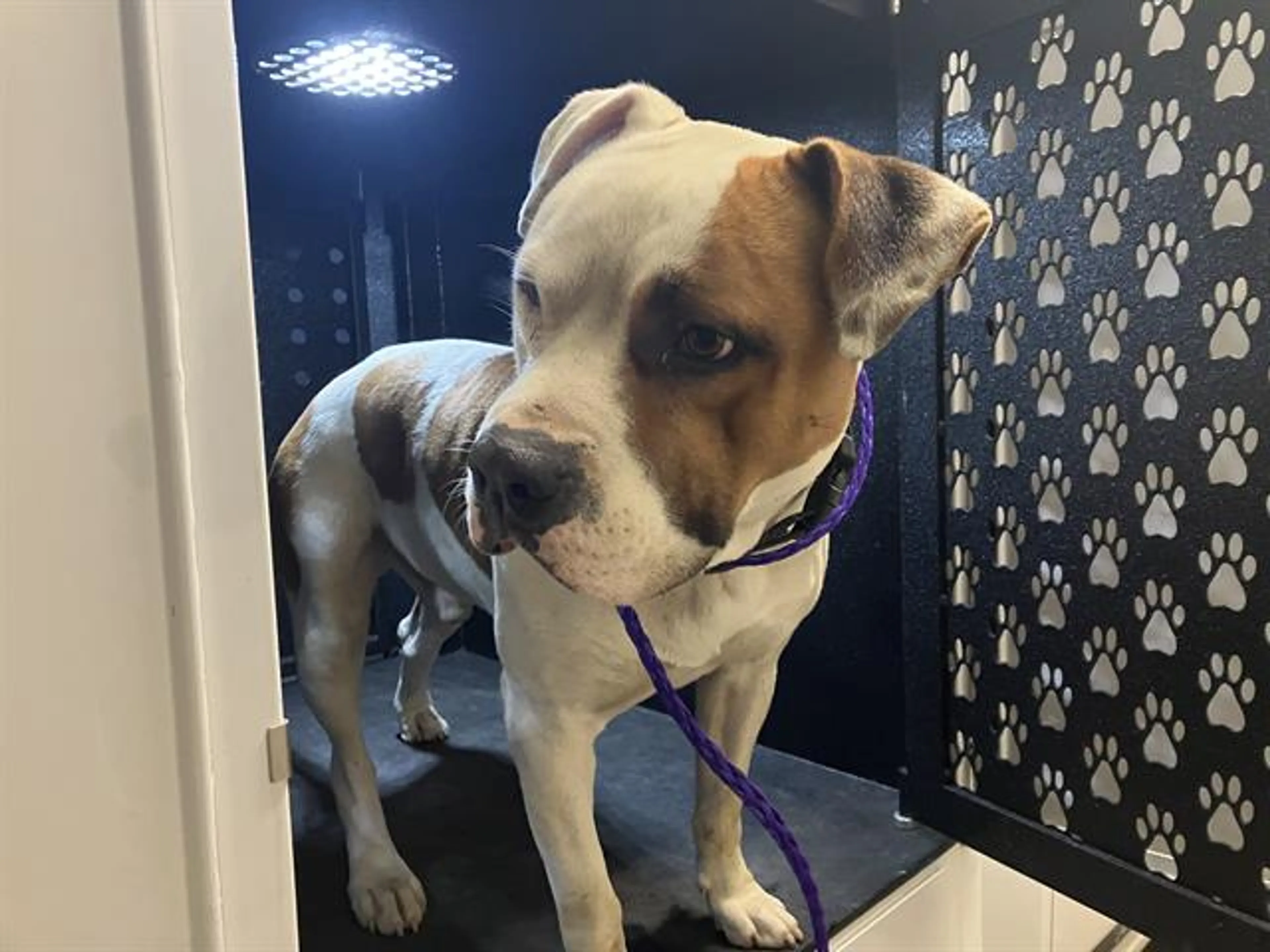 Found pet