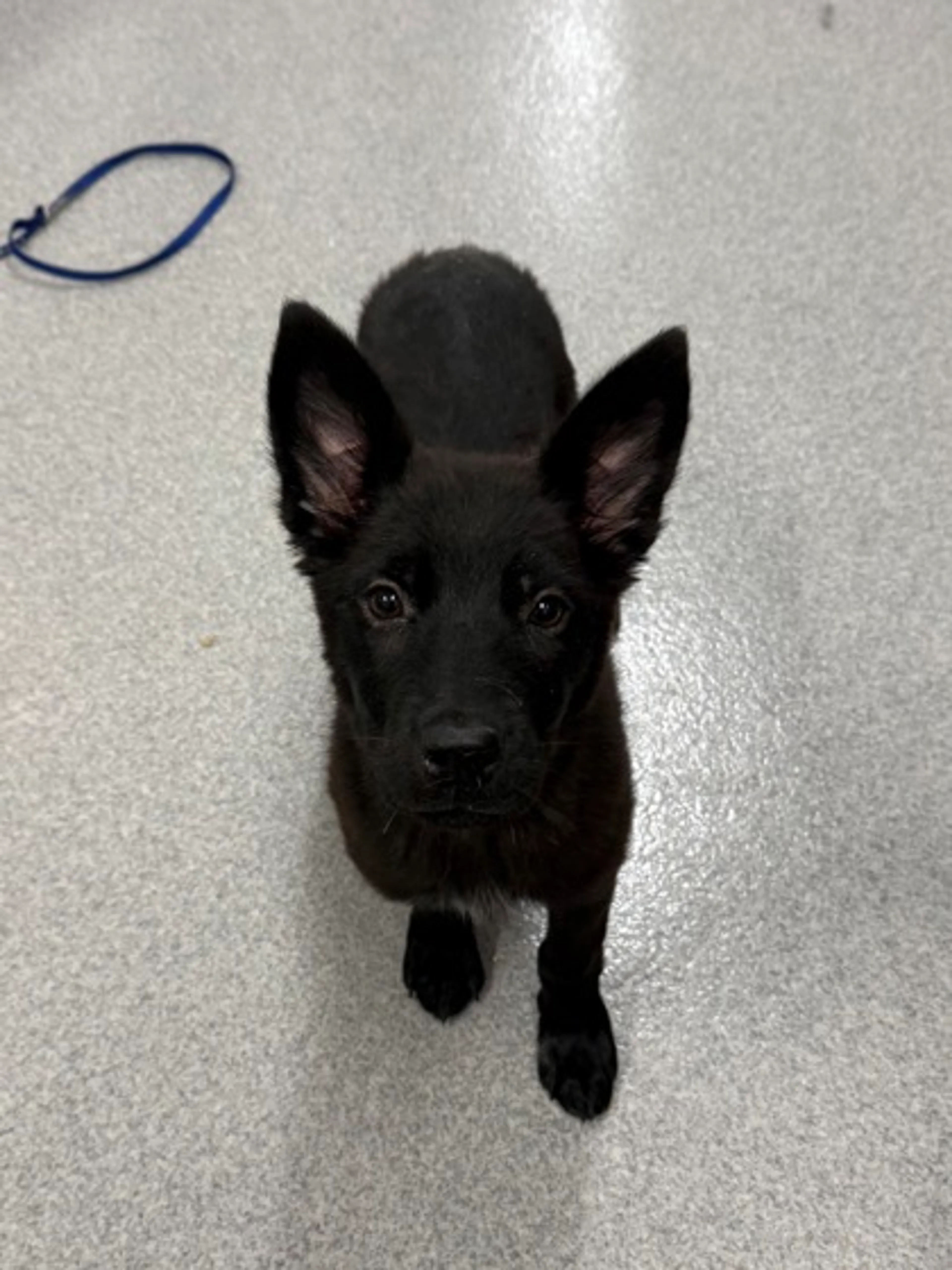 Found pet