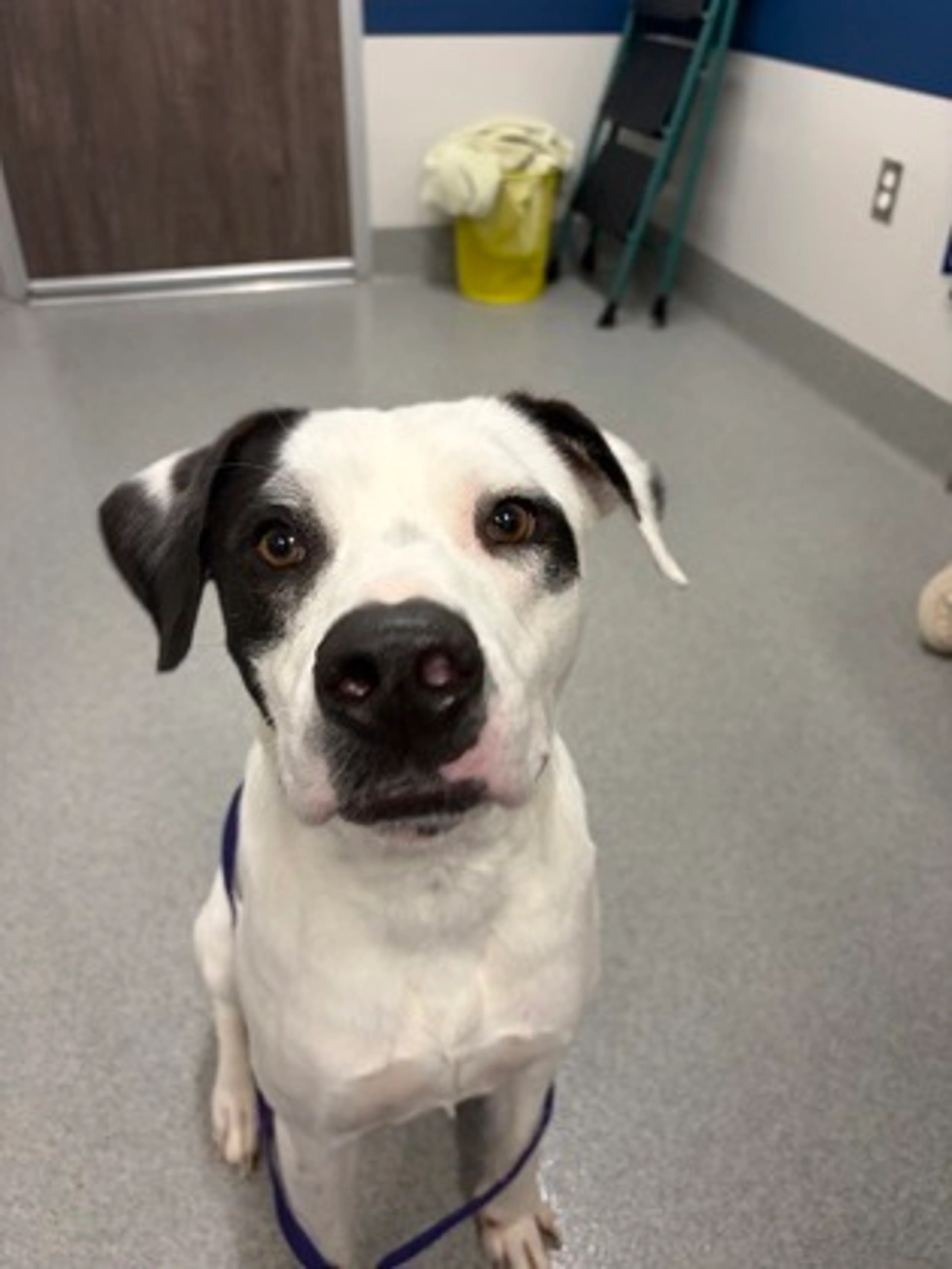 Found pet