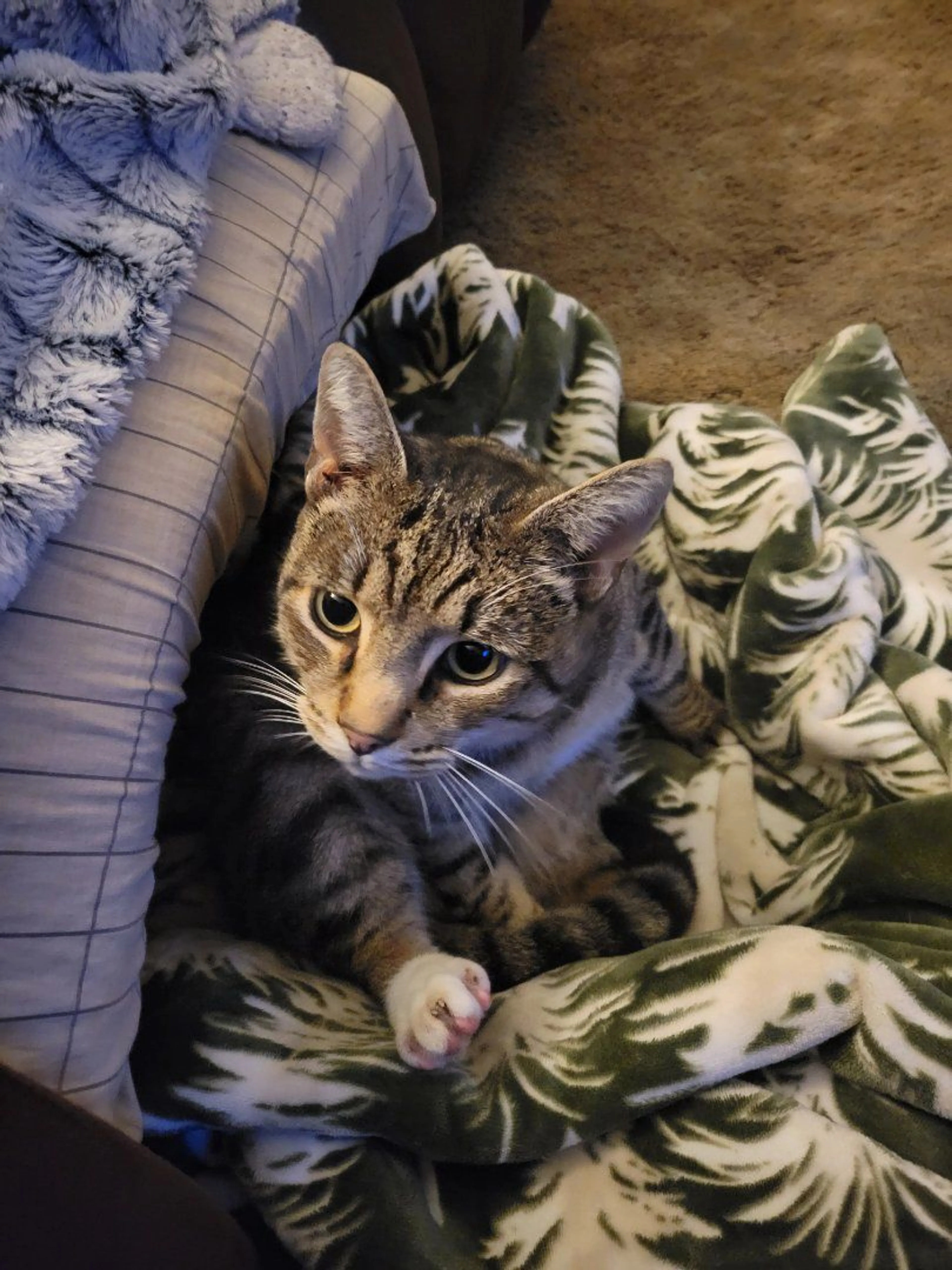 Lost pet-2