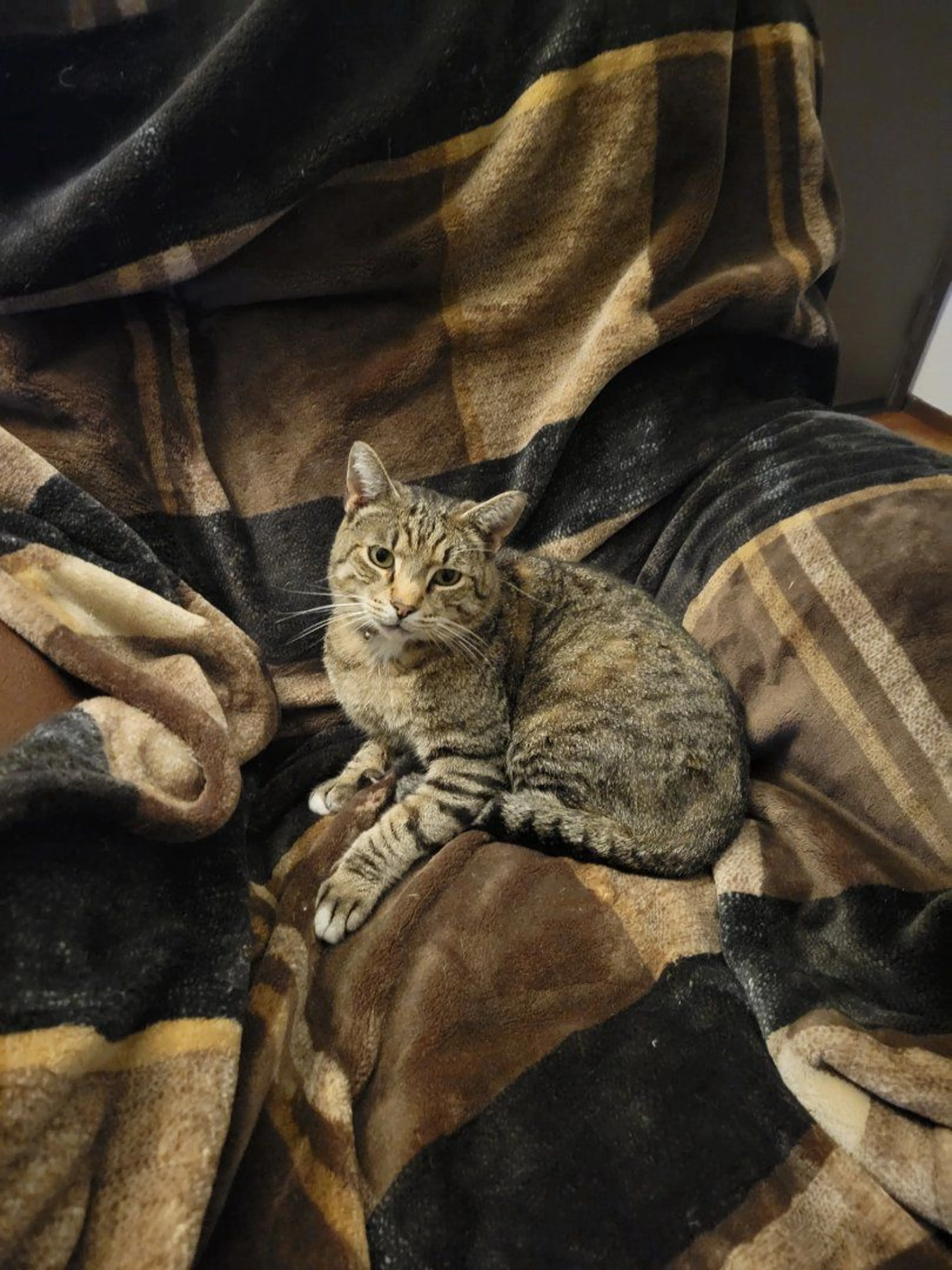 Lost pet-0