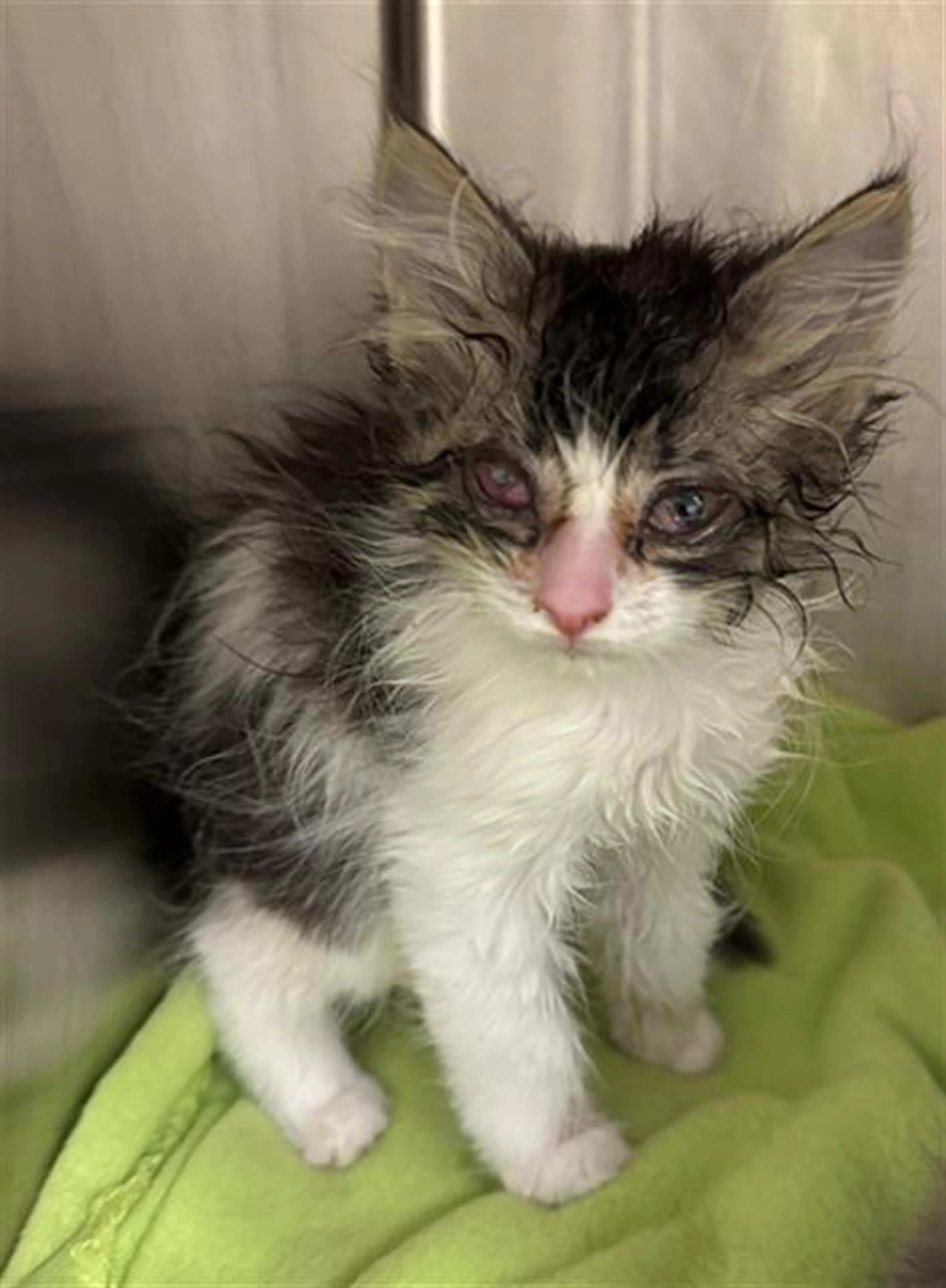 Found pet