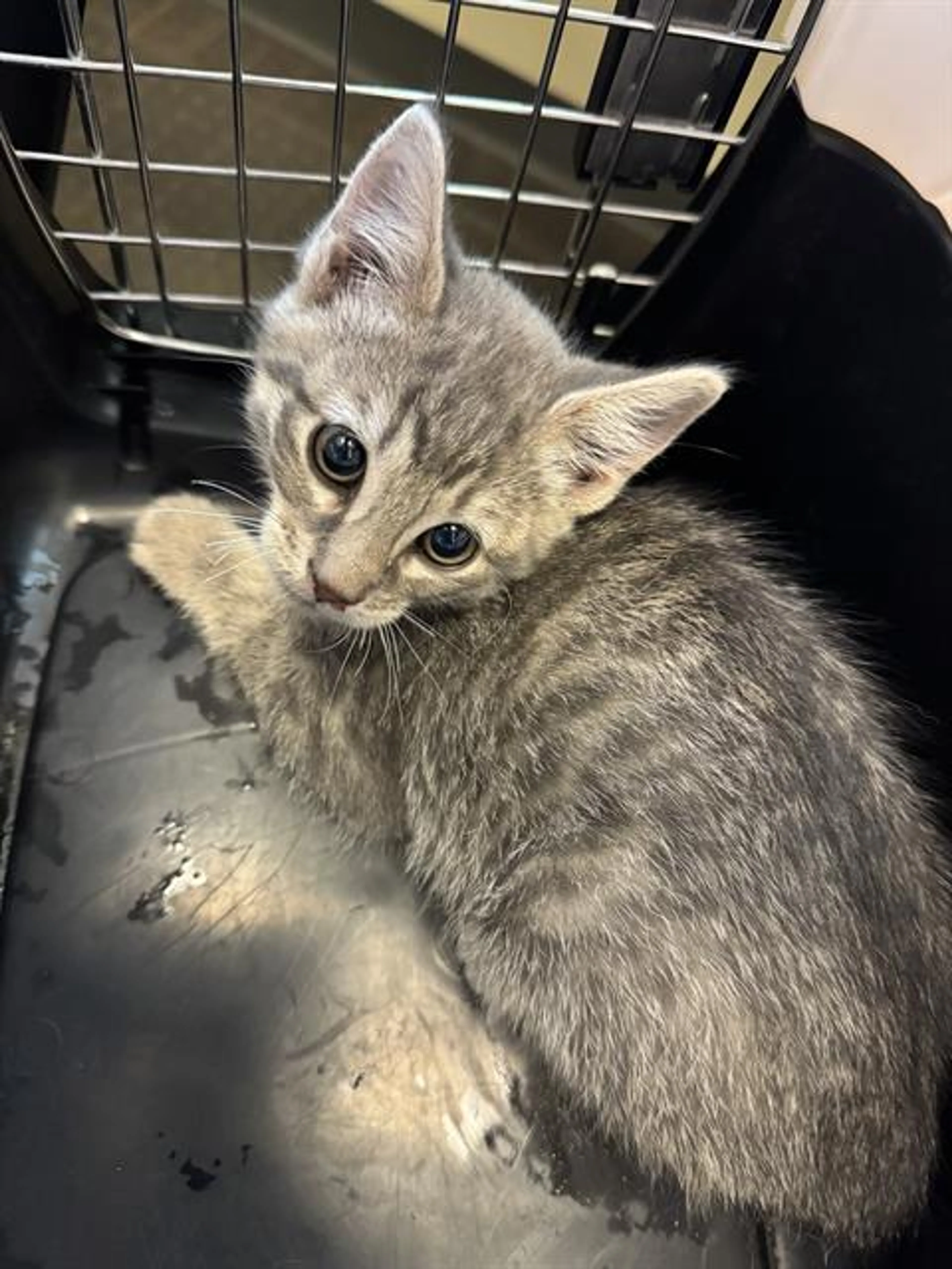 Found pet