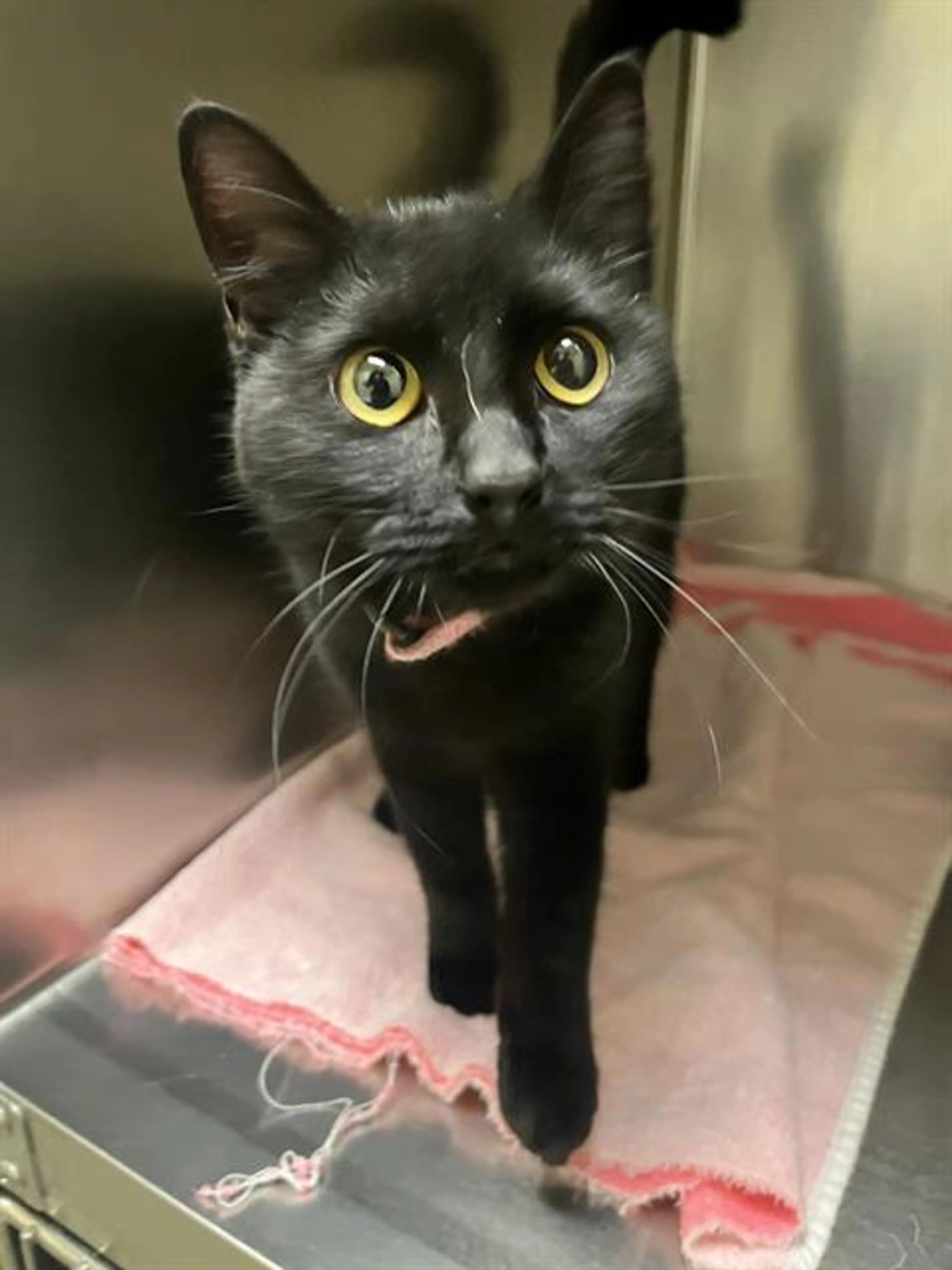 Found pet