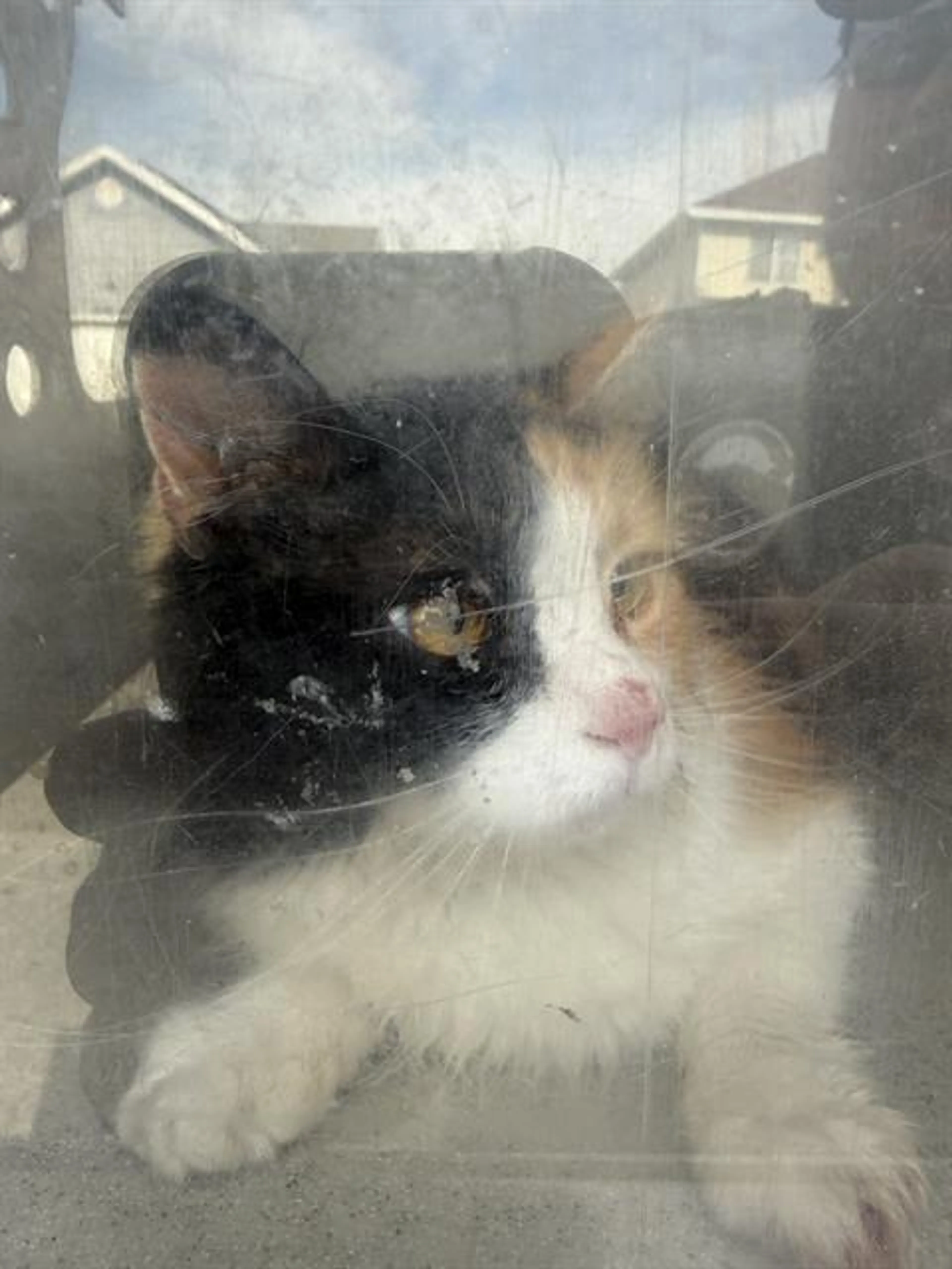 Found pet